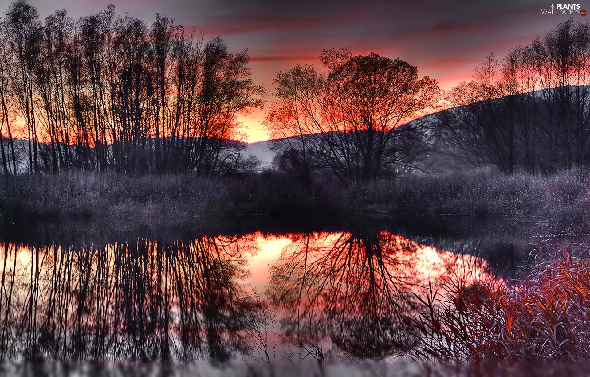 viewes, lake, sun, trees, west