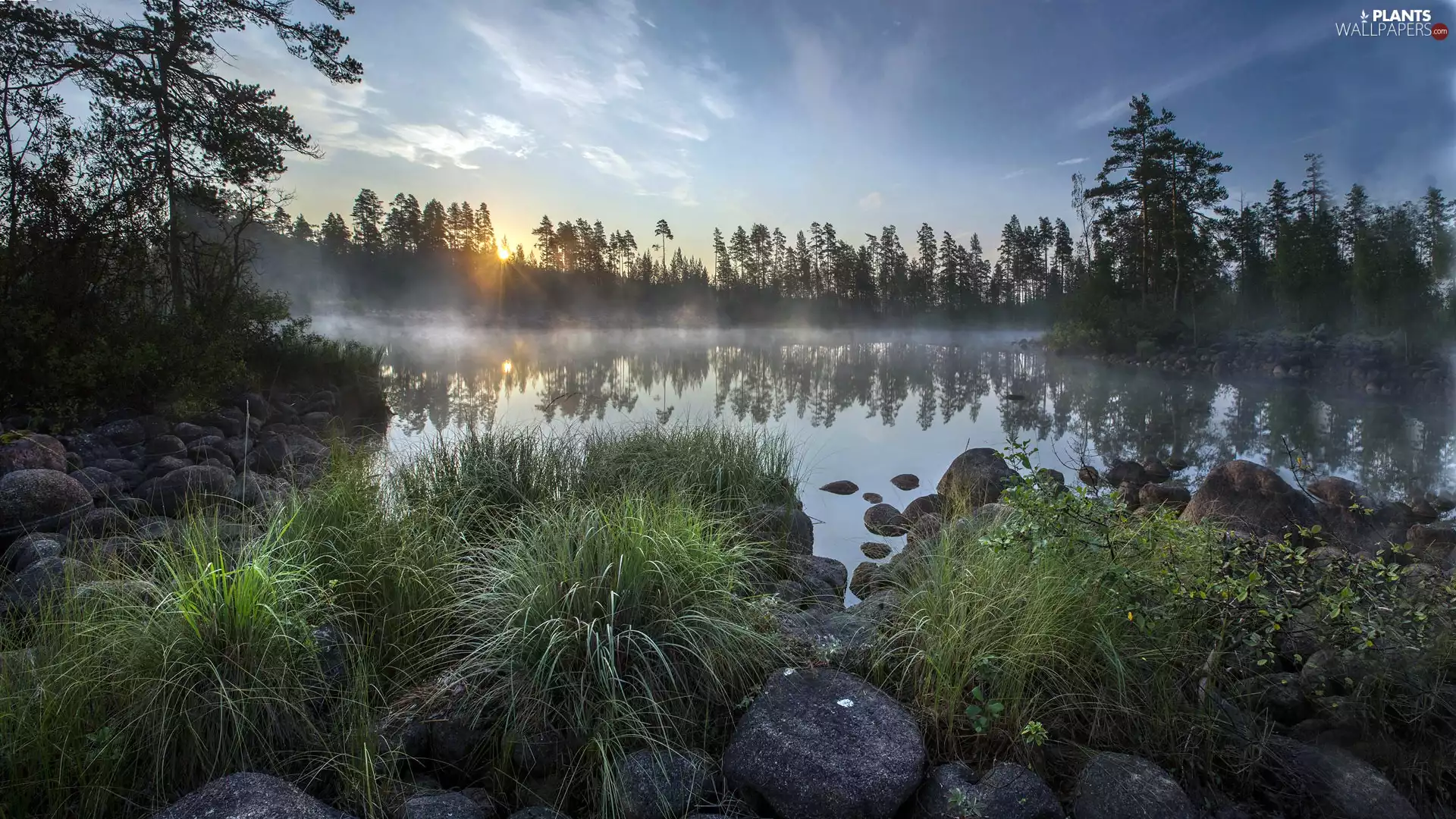 Lake Ladoga, Stones, Plants, trees, grass, Sunrise, Russia, viewes
