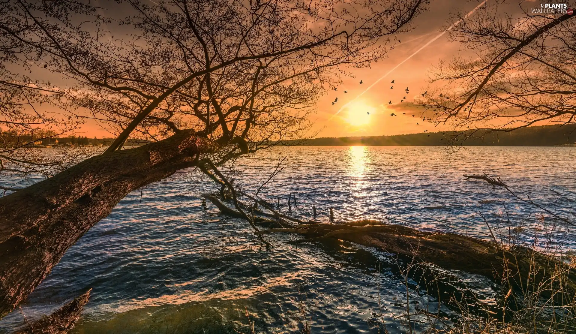 lake, Sunrise, trees, viewes, inclined