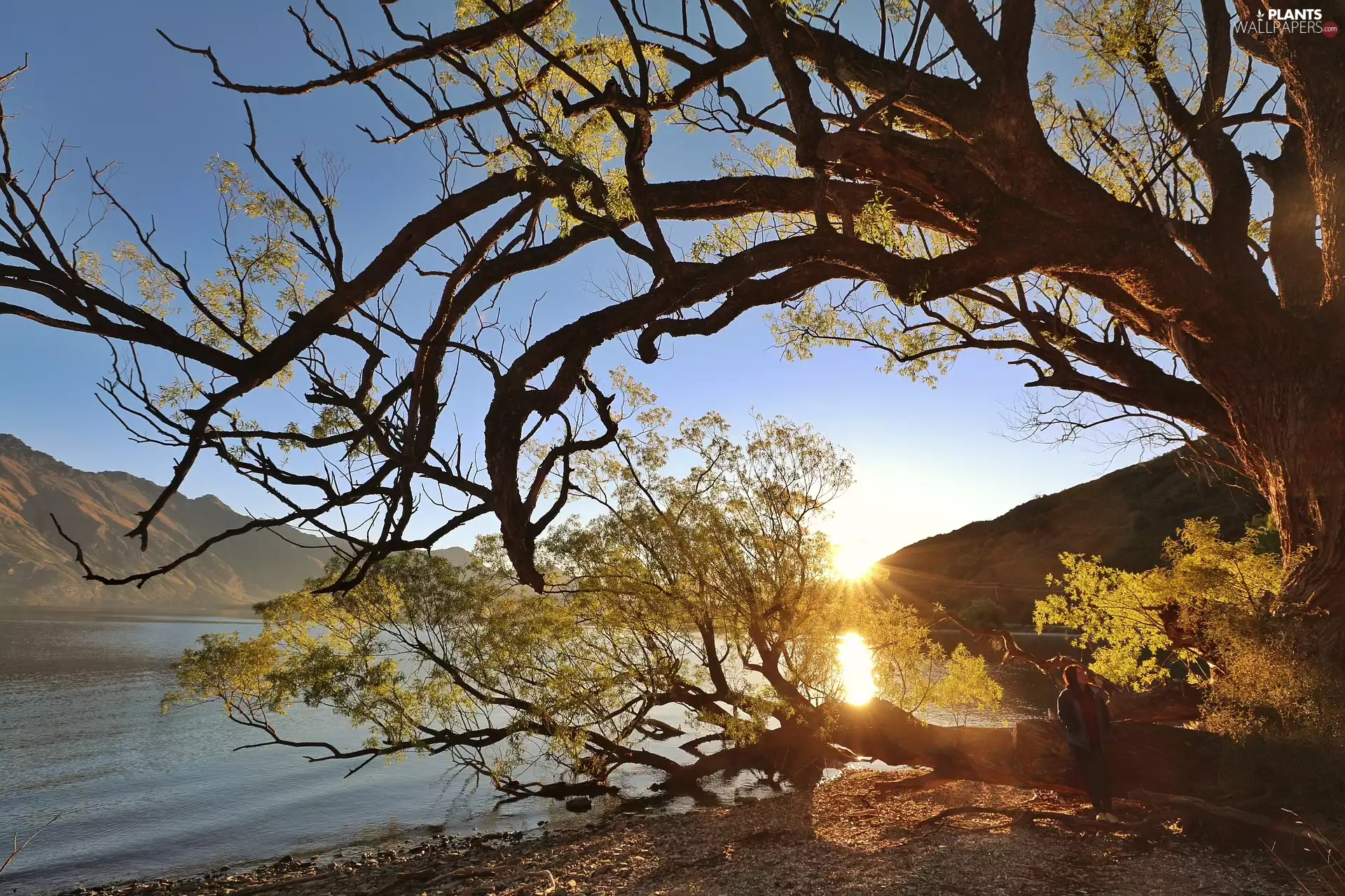 viewes, Great Sunsets, lake, Mountains, branches, trees