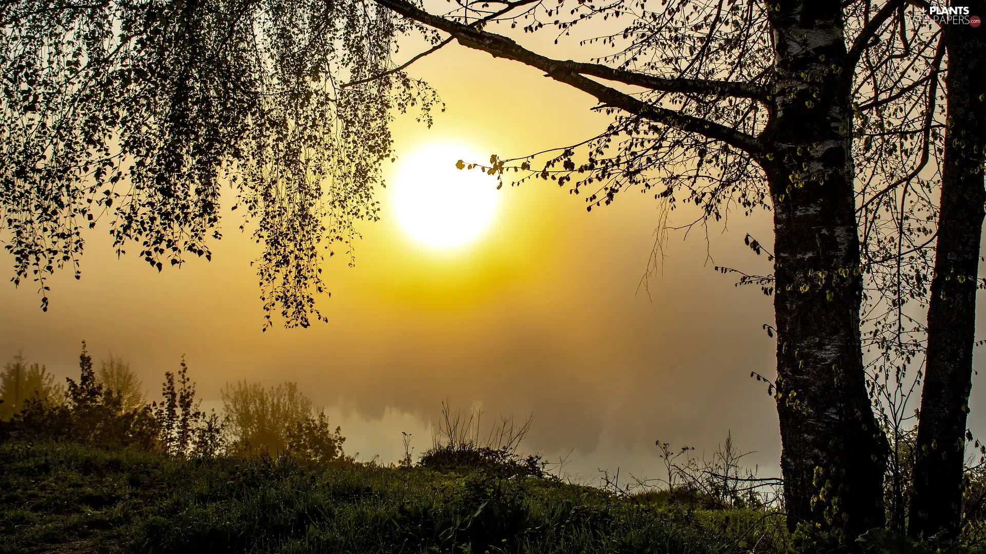 trees, birch-tree, lake, Fog, Great Sunsets