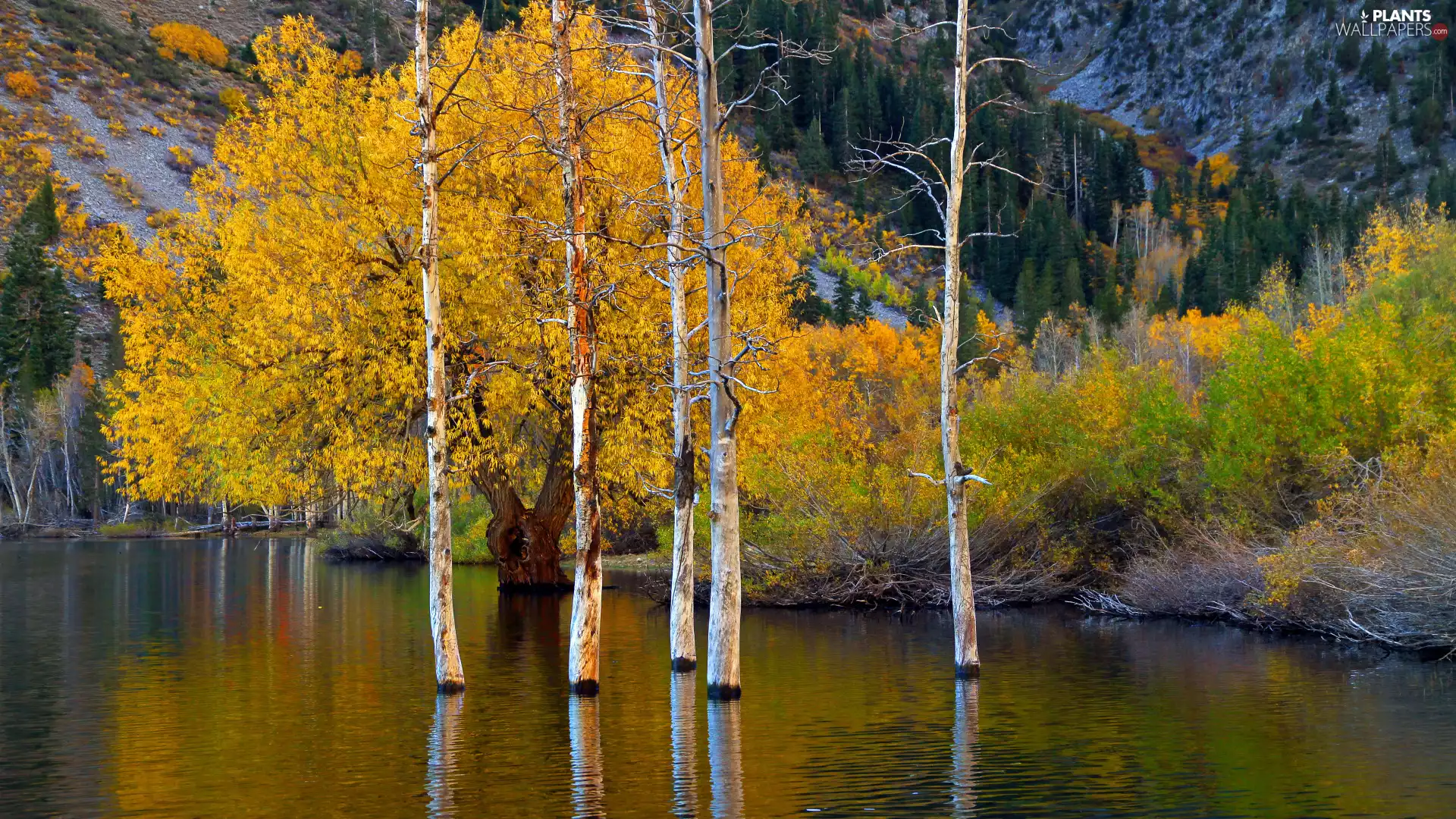 Bush, lake, trees, viewes, autumn