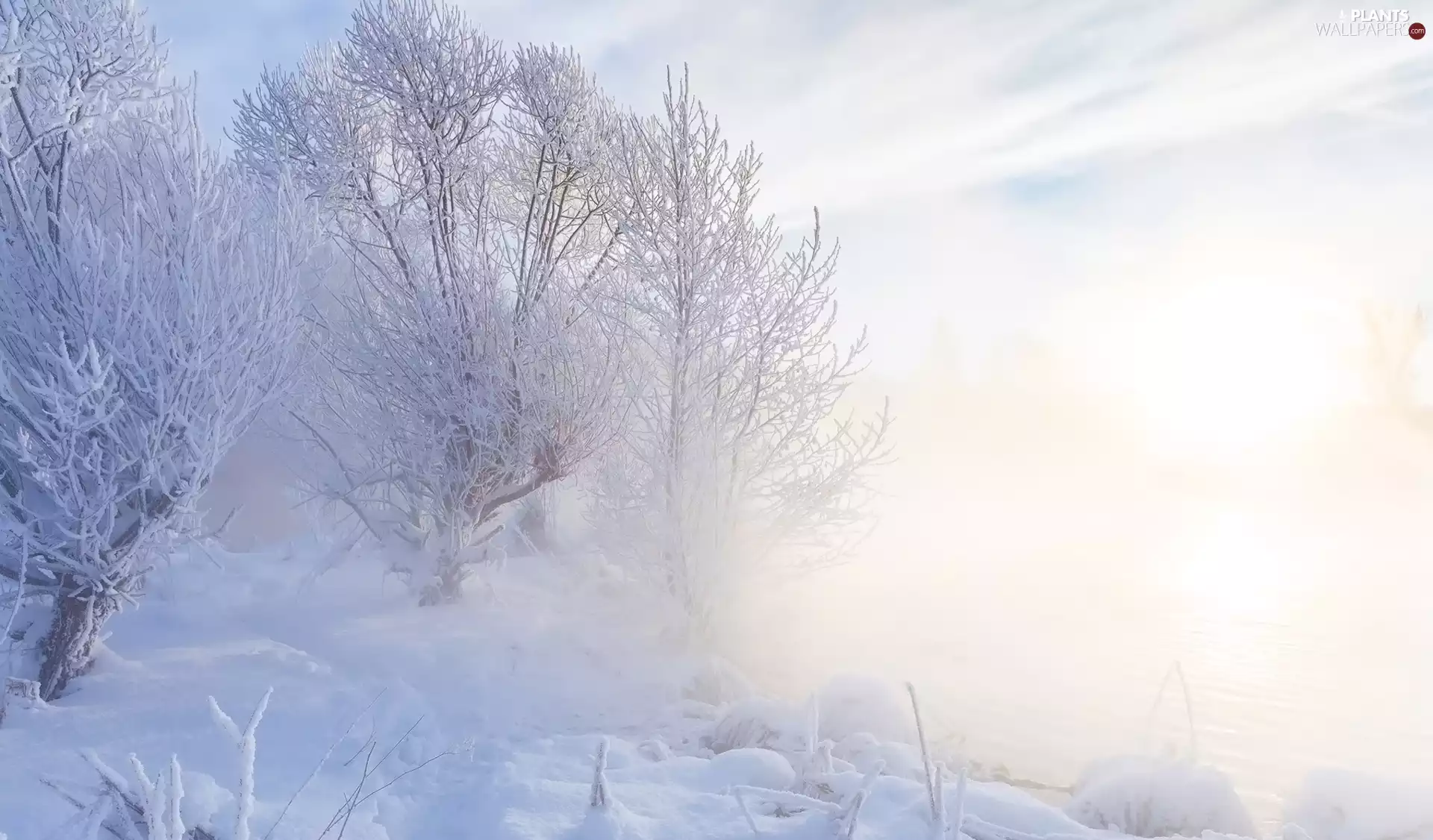 viewes, winter, Fog, lake, Way, trees