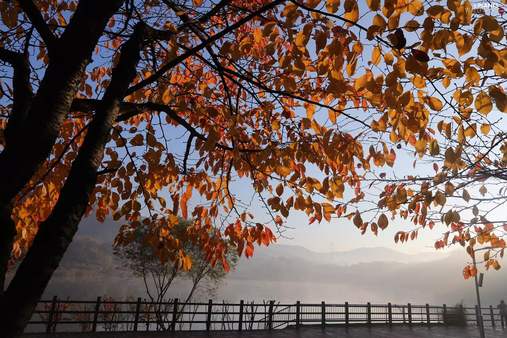 Yellowed, autumn, Fog, lake, Leaf, trees