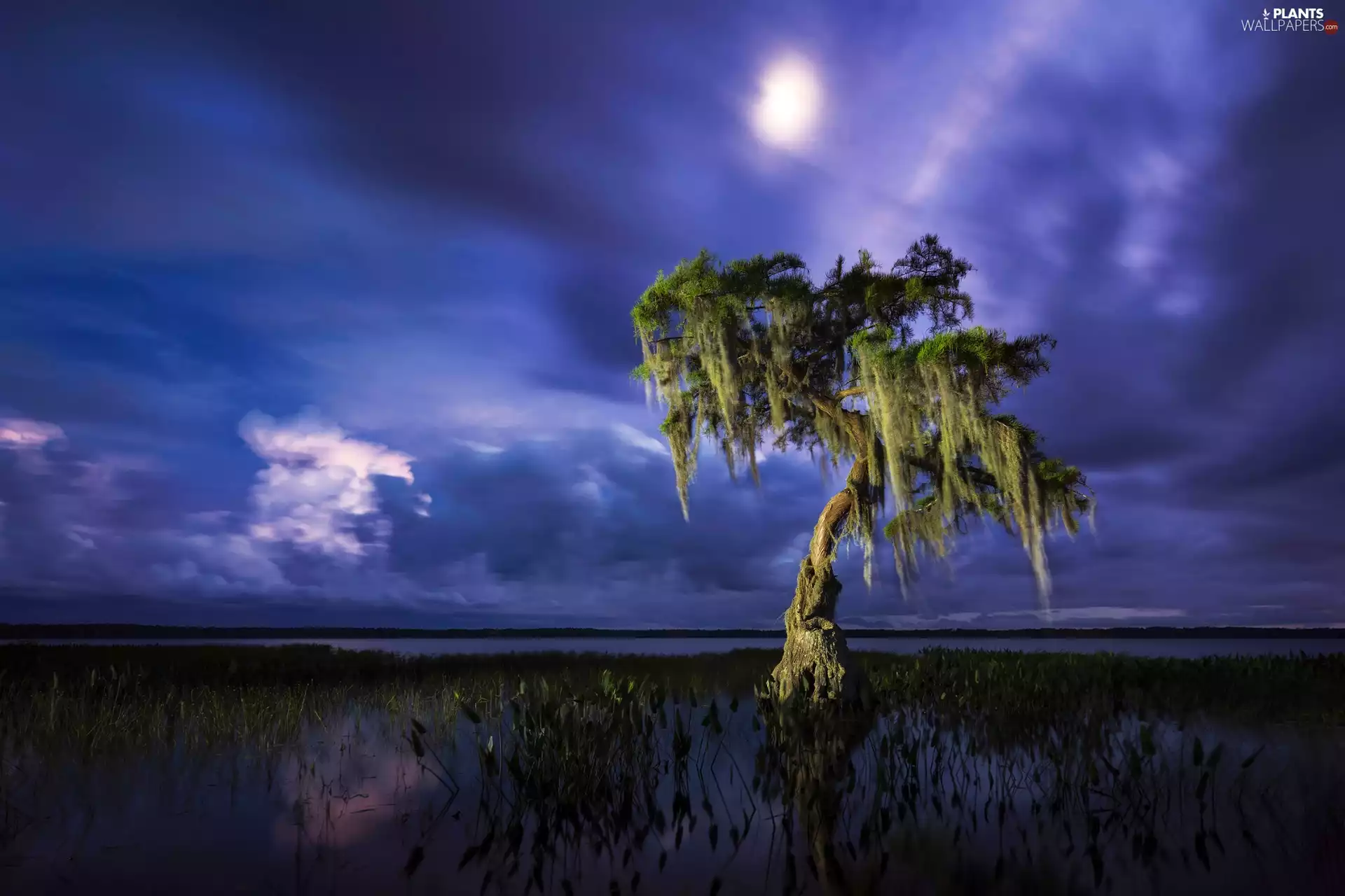 trees, Night, Sky, lake