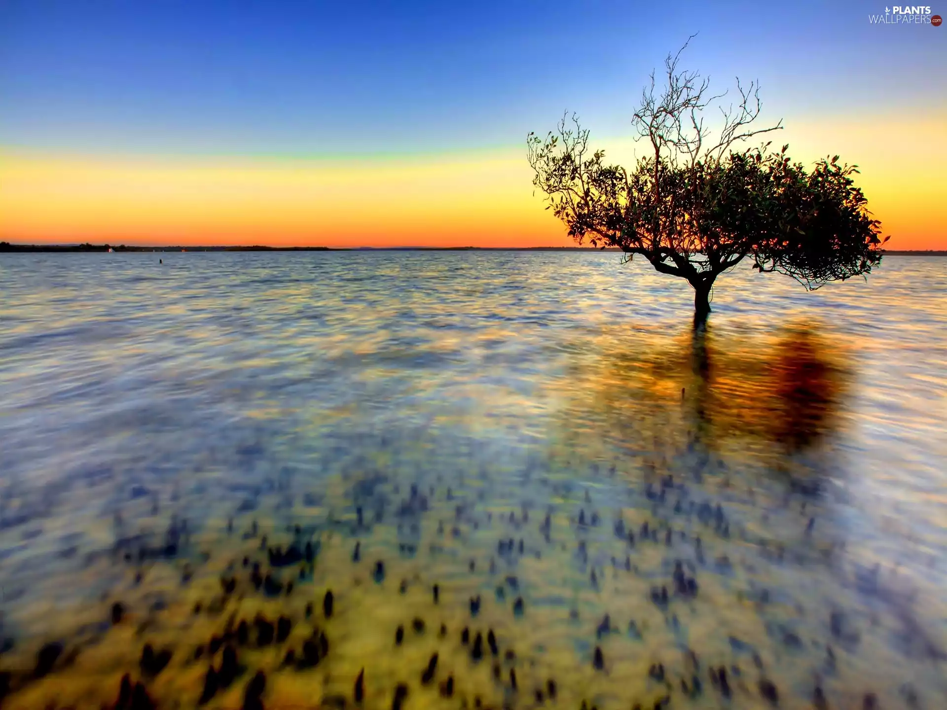 lake, Sunrise, trees