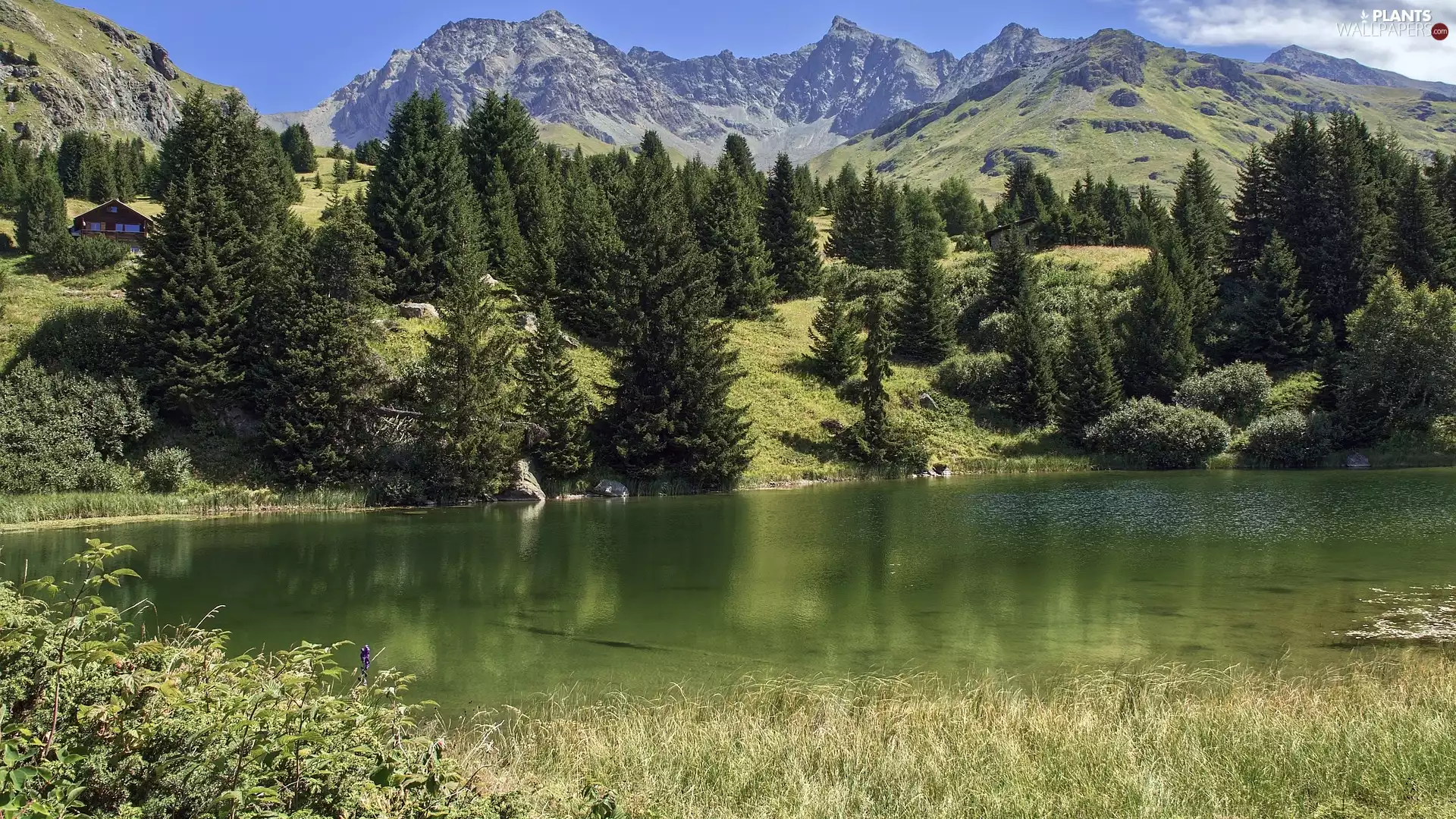 forest, Alps, viewes, lake, Mountains, trees, Switzerland