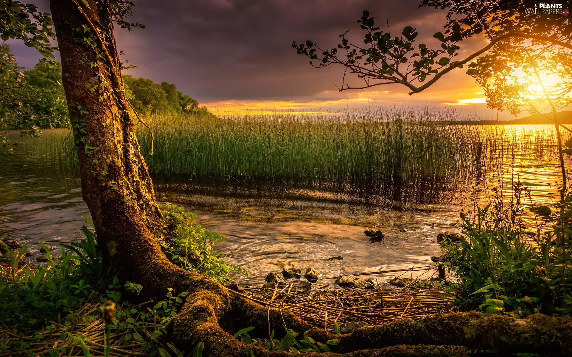 lake, Plants, Great Sunsets, rushes, clouds, viewes, trees, Stones