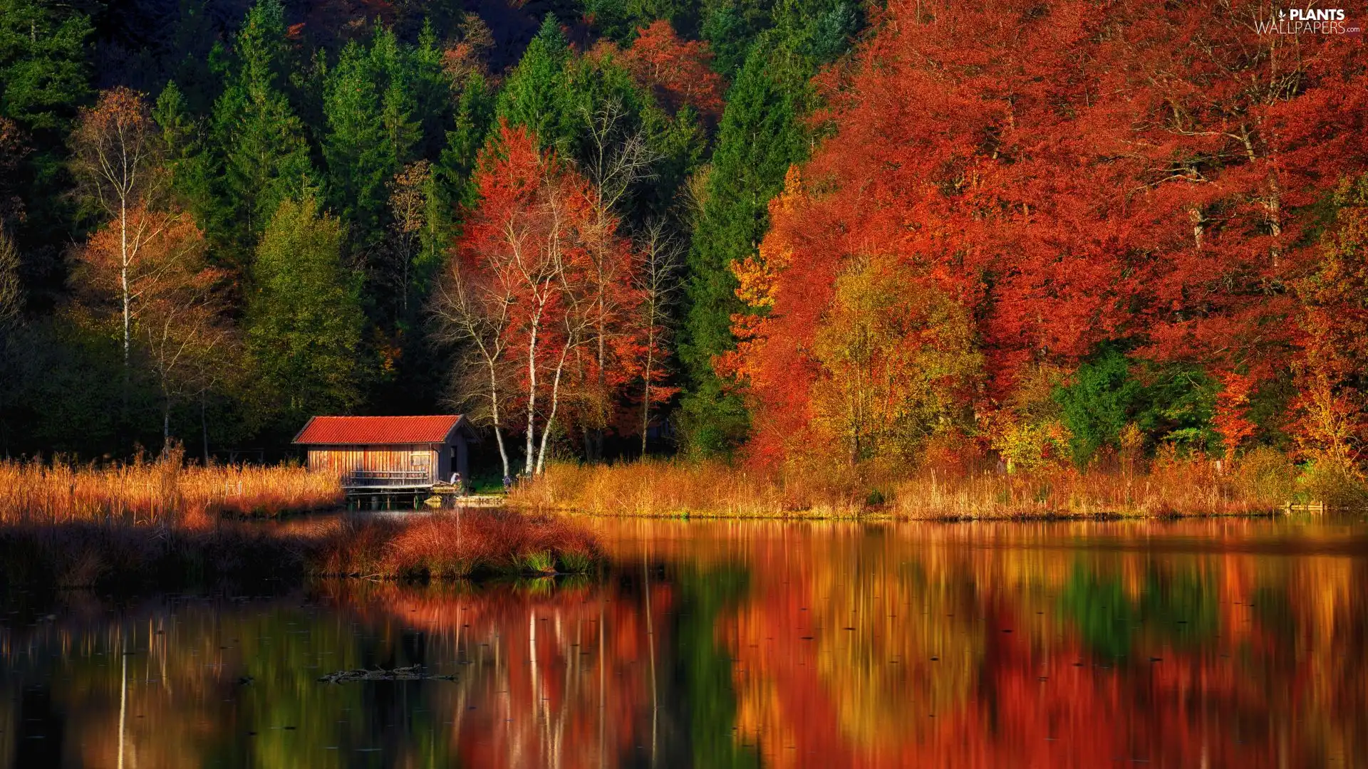 lake, autumn, color, forest, wooden, house, viewes, reflection, trees