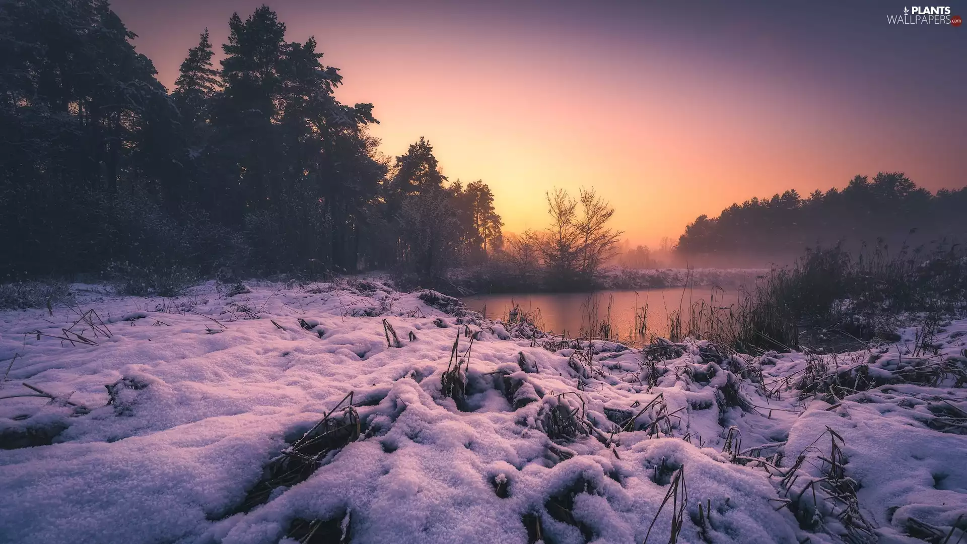 grass, snow, viewes, lake, winter, trees, Sunrise