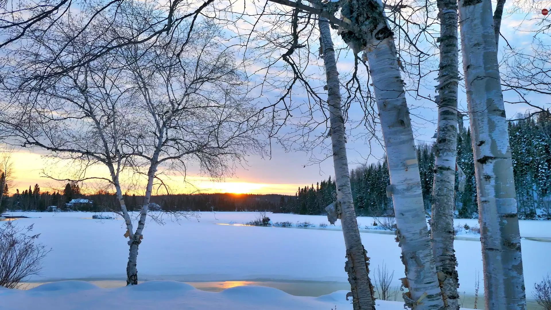 forest, snowy, viewes, lake, winter, trees, birch