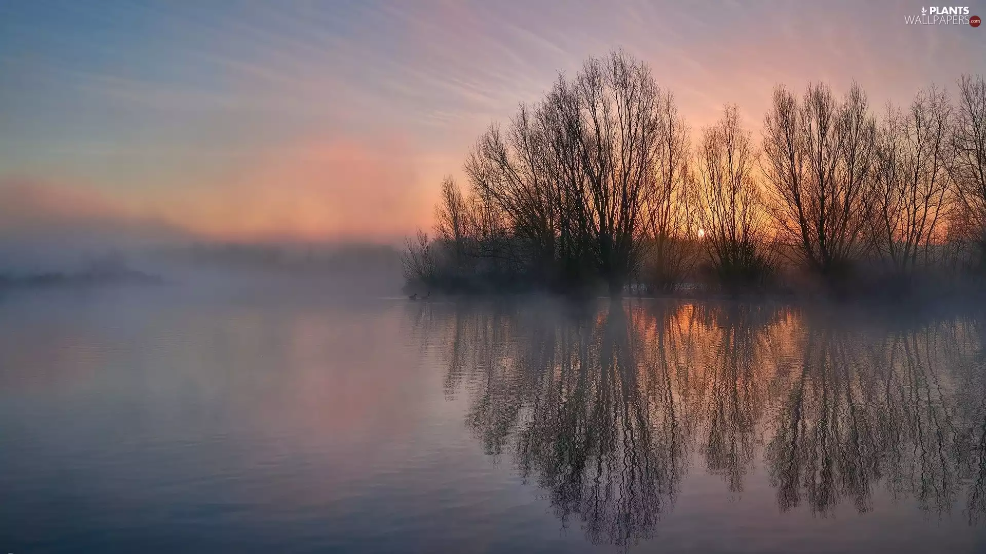 Fog, Sunrise, viewes, lake, morning, trees, reflection