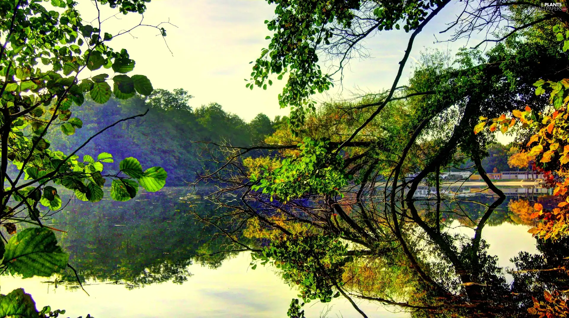 lake, trees, viewes