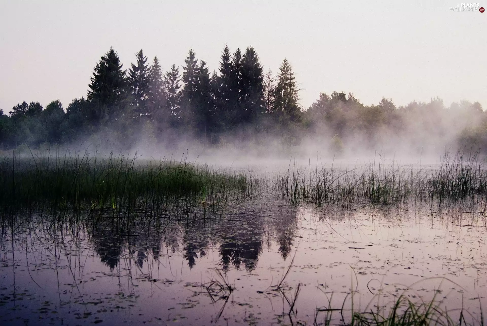 lake, trees, viewes