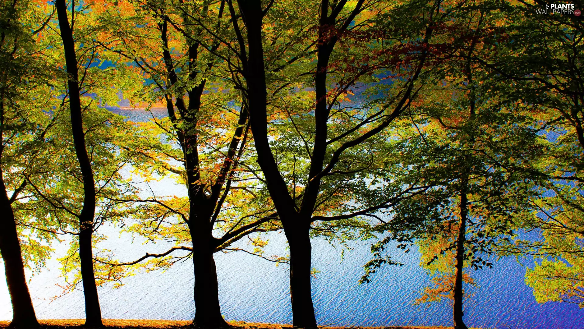 Leaf, lake, viewes, color, trees