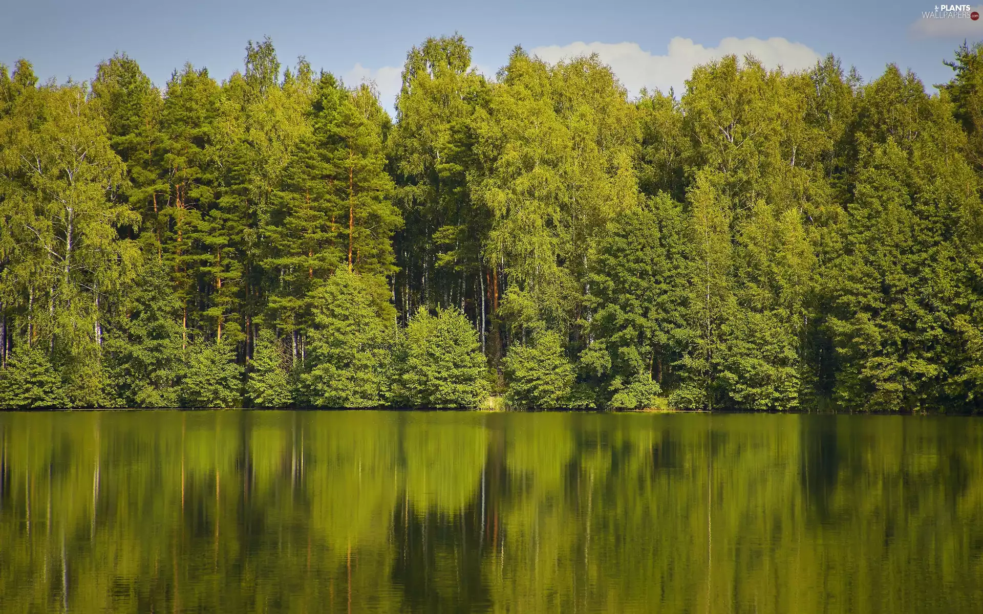 reflection, lake, viewes, forest, trees