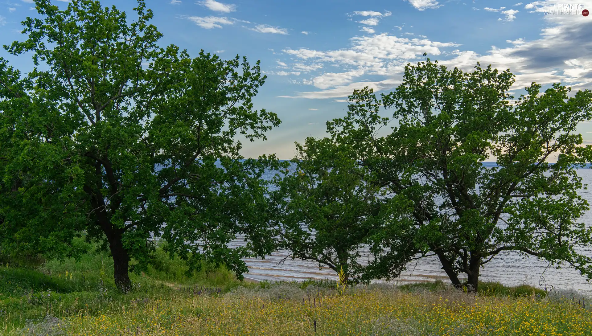 grass, lake, viewes, Meadow, trees