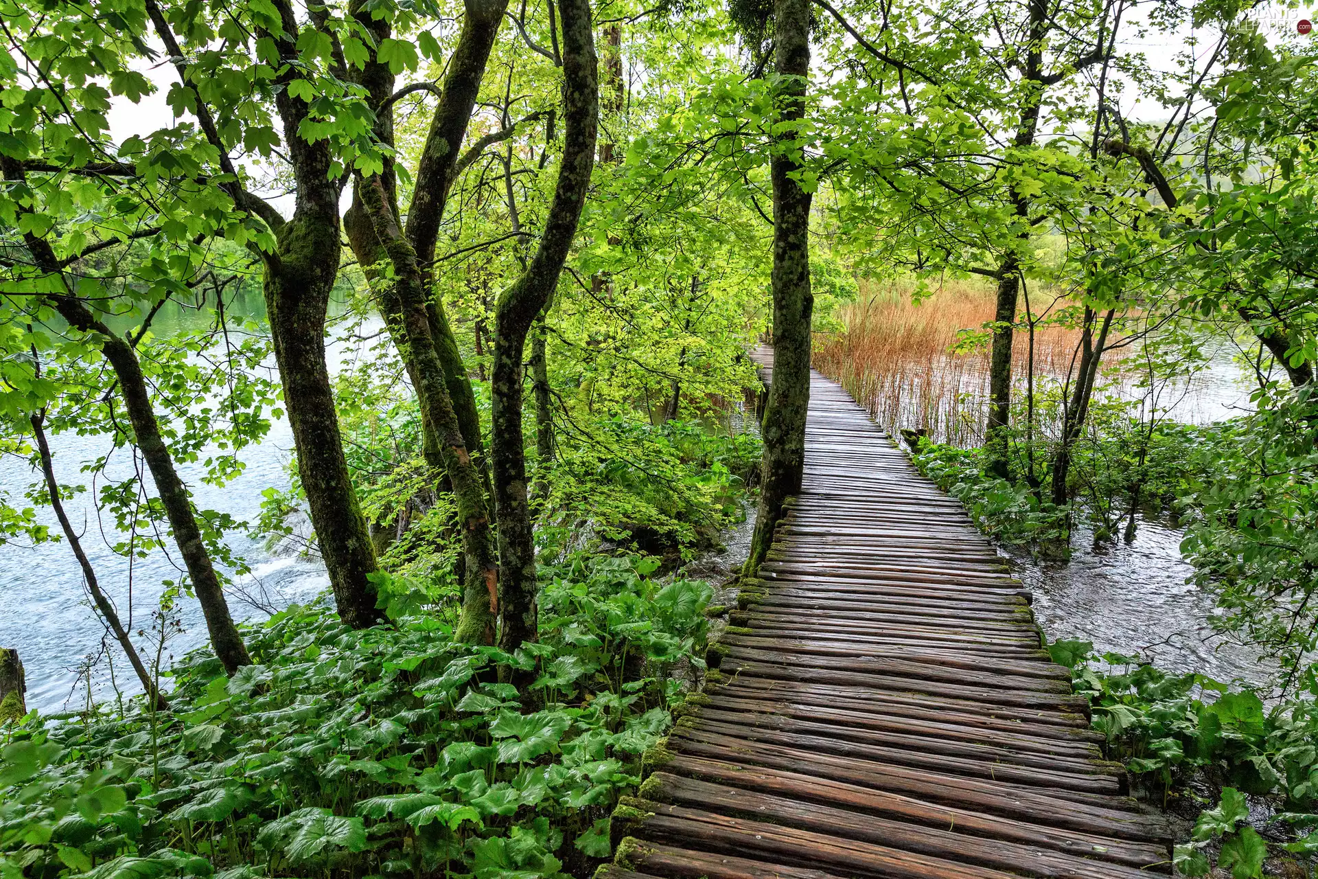 rushes, lake, viewes, Platform, trees