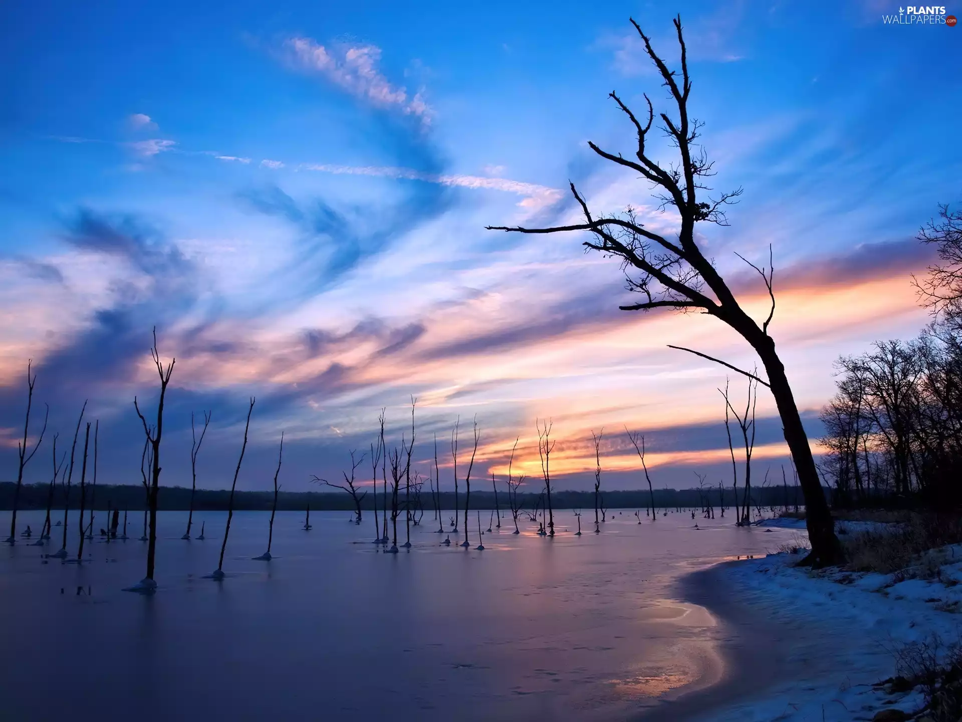 frozen, lake, viewes, snow, trees