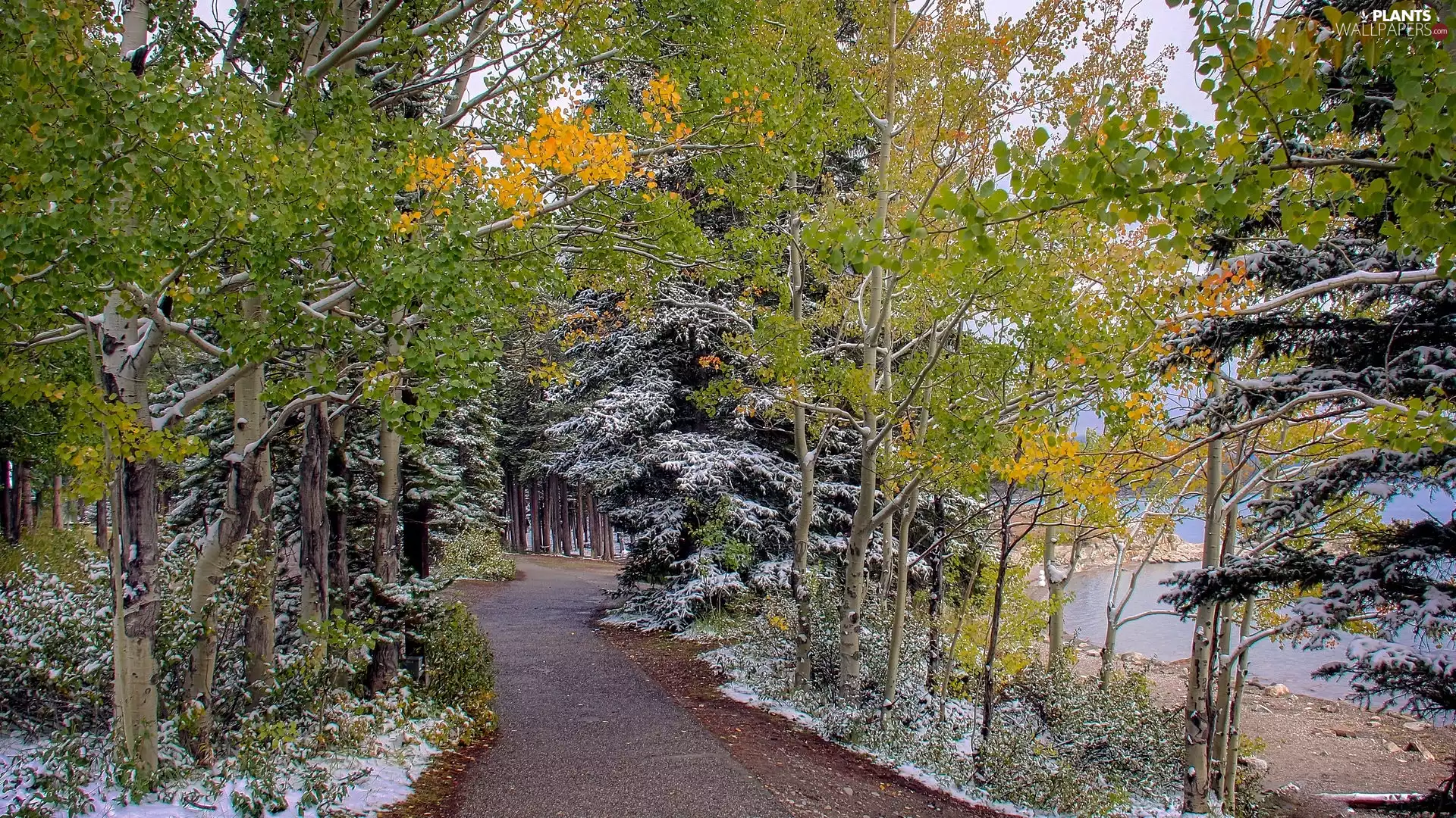 Way, lake, viewes, snow, trees