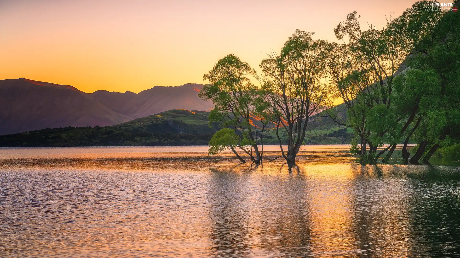 trees, viewes, Wanaka Lake, Mountains, New Zeland