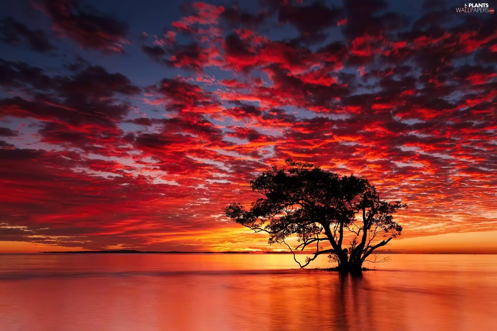 trees, lake, west, sun, Sky