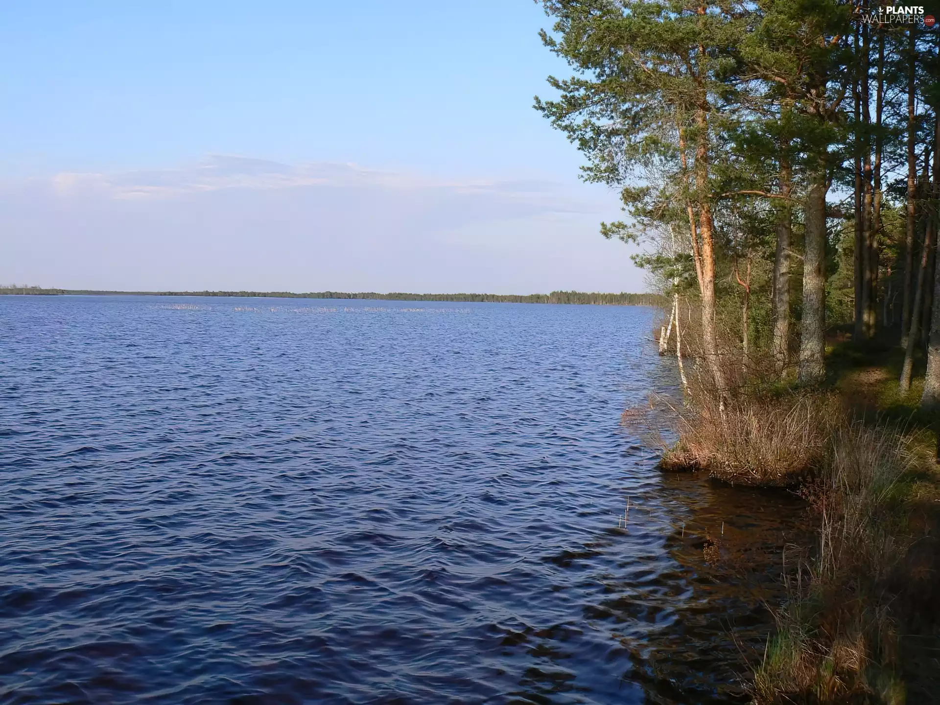 coast, trees, viewes, lakes