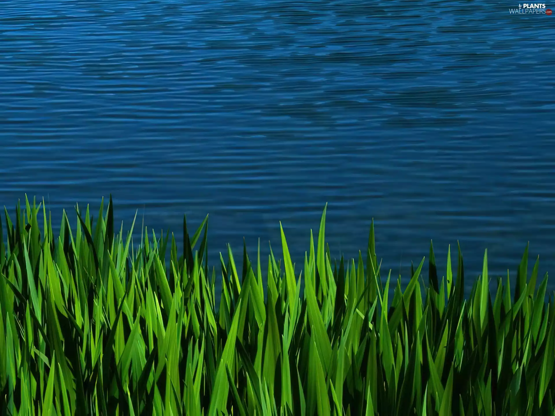 tile, Green, grass, lakes