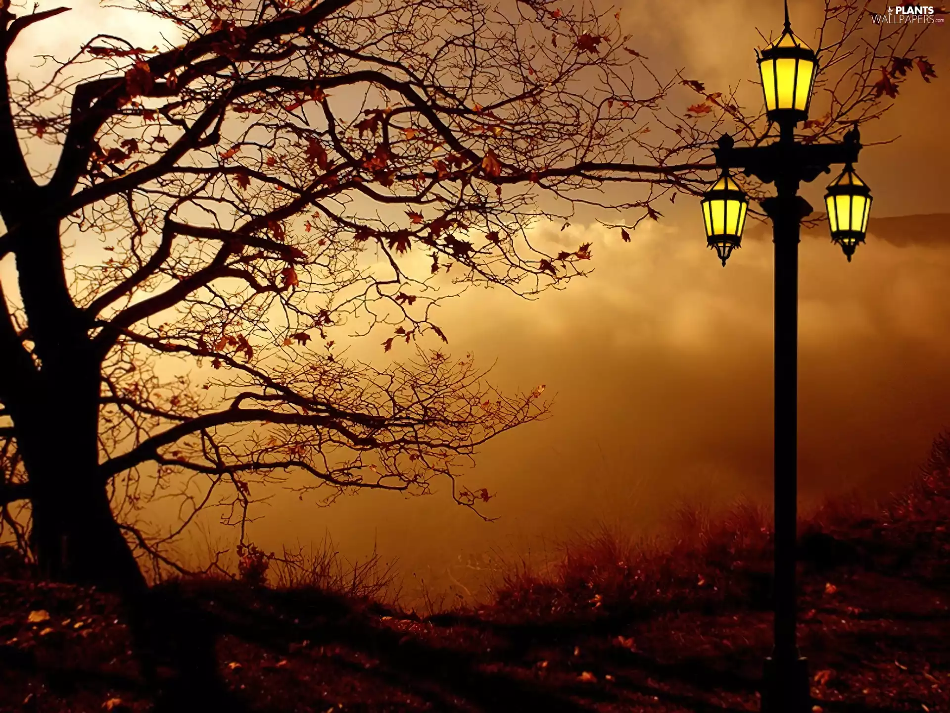 Lamp, autumn, trees