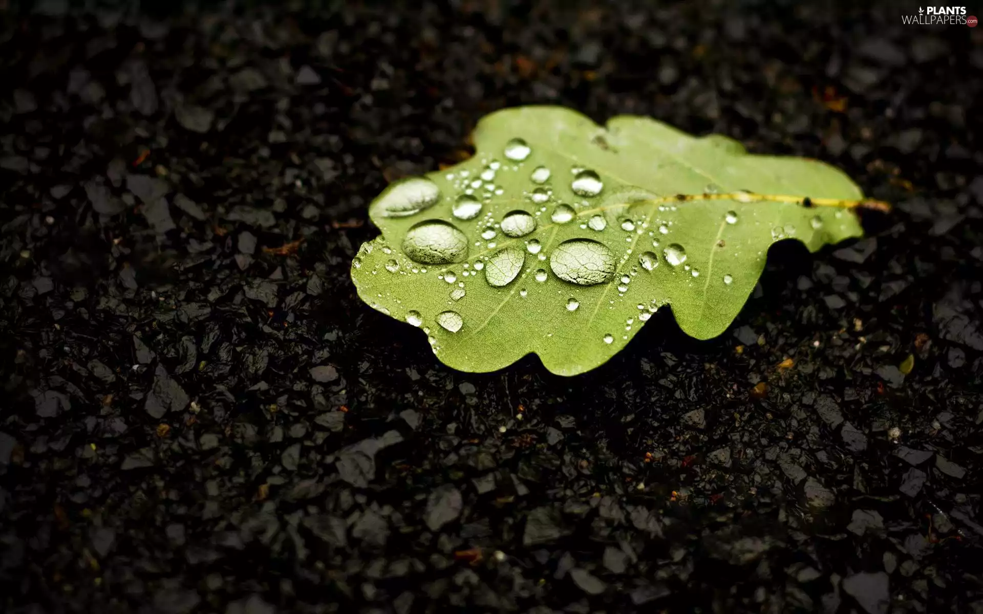 WET, land, oak, drops, leaf