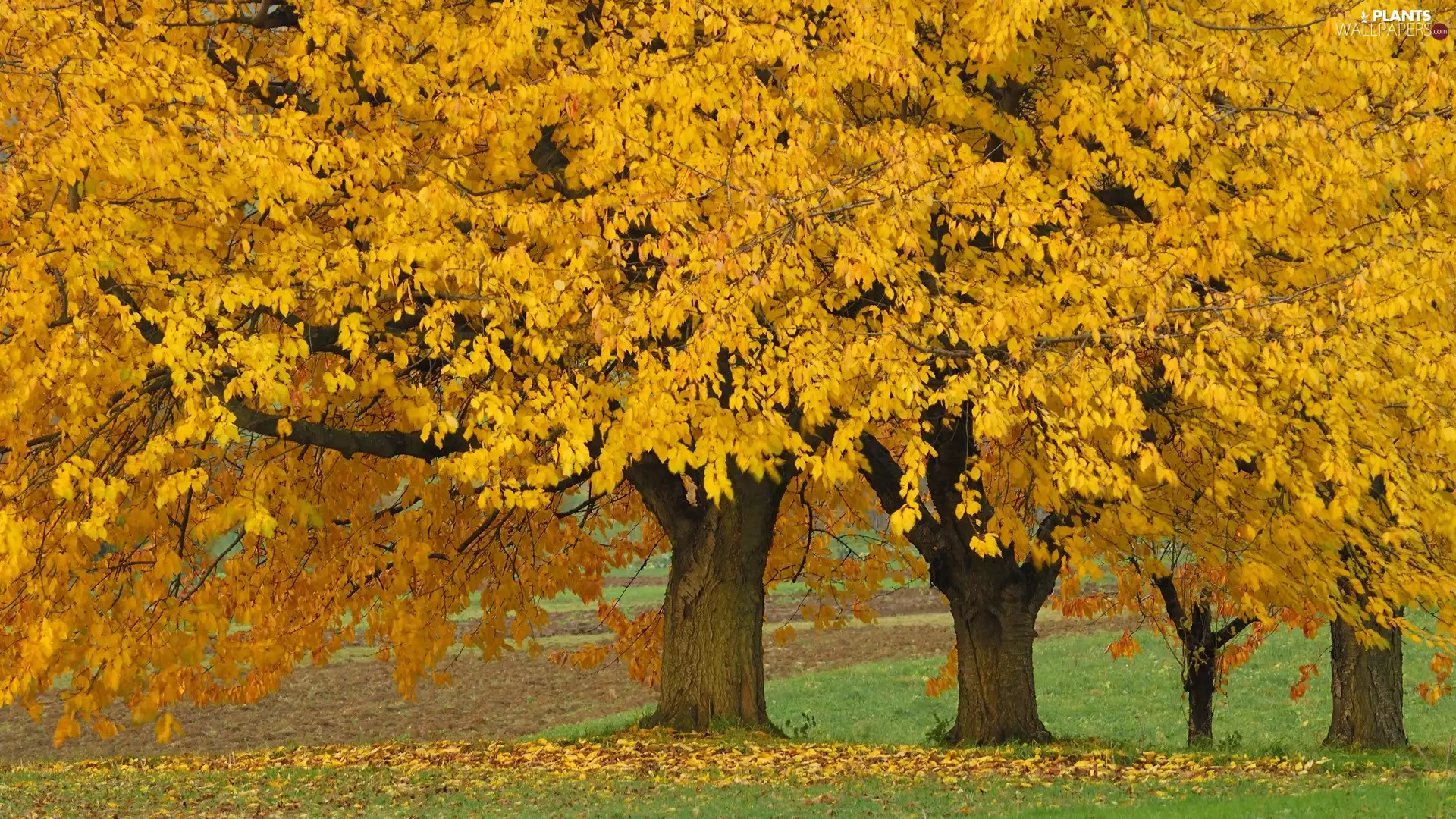 Yellow, land, viewes, Leaf, trees