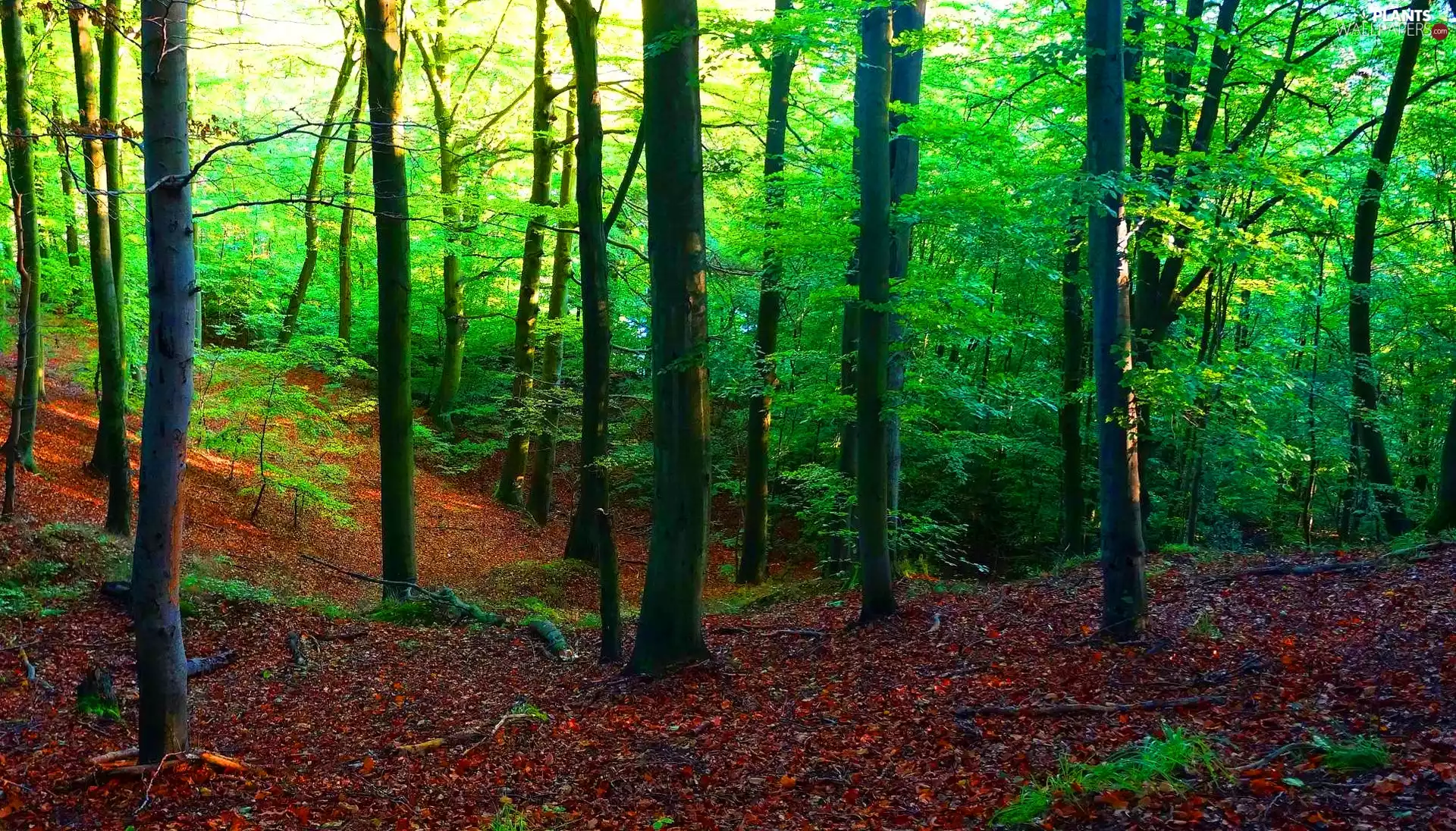 Oliwa Forest, Gdańsk, viewes, Tri-City Landscape Park, Poland, trees, Plants