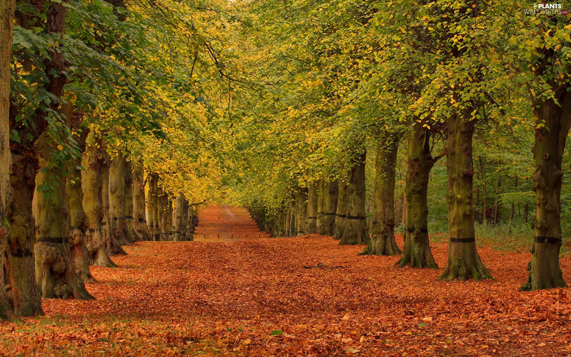 trees, Park, Leaf, lane, viewes, autumn