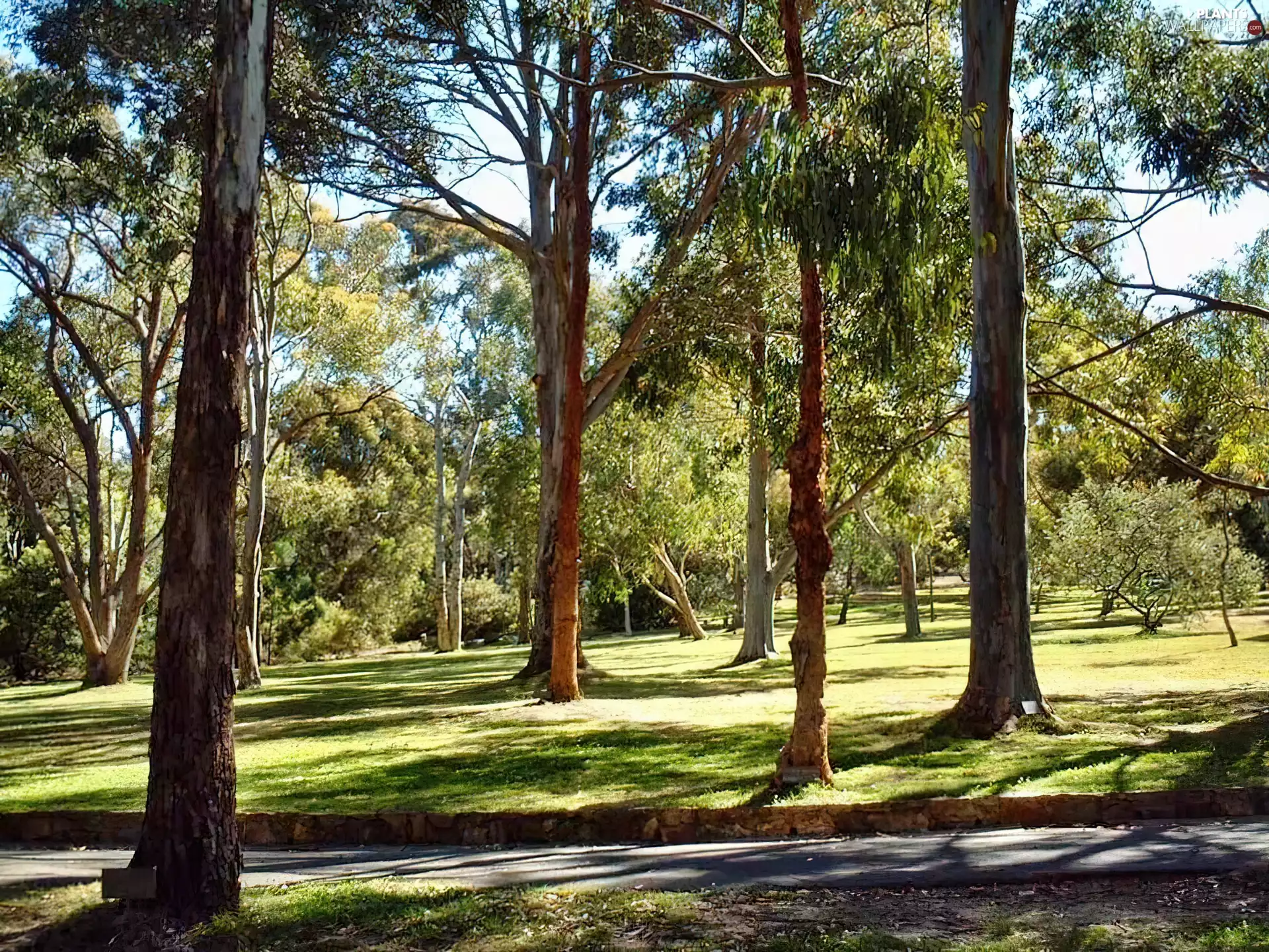 viewes, lane, botanical, trees, Garden