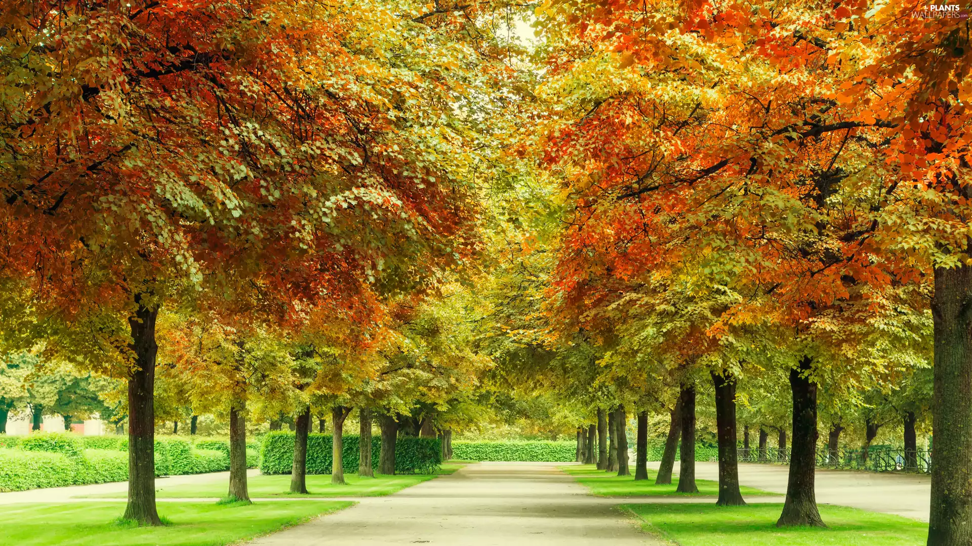 trees, Park, color, lane, autumn, viewes, Leaf