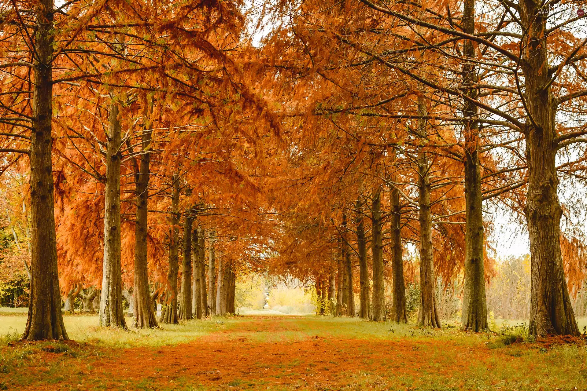 viewes, lane, Park, trees, autumn