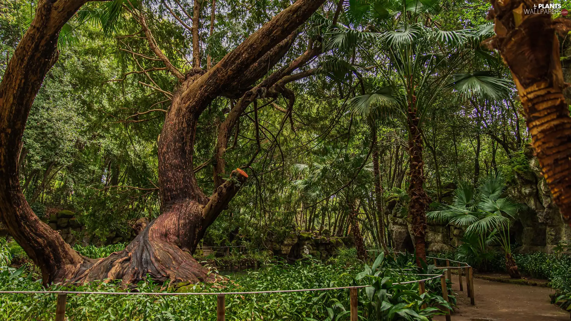trees, Garden, Palms, lane, viewes, Plants