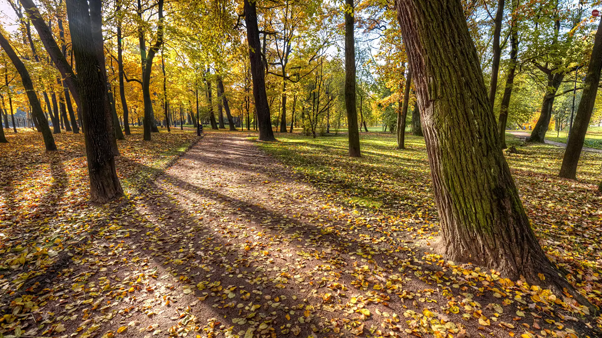 viewes, autumn, Leaf, lane, fallen, trees