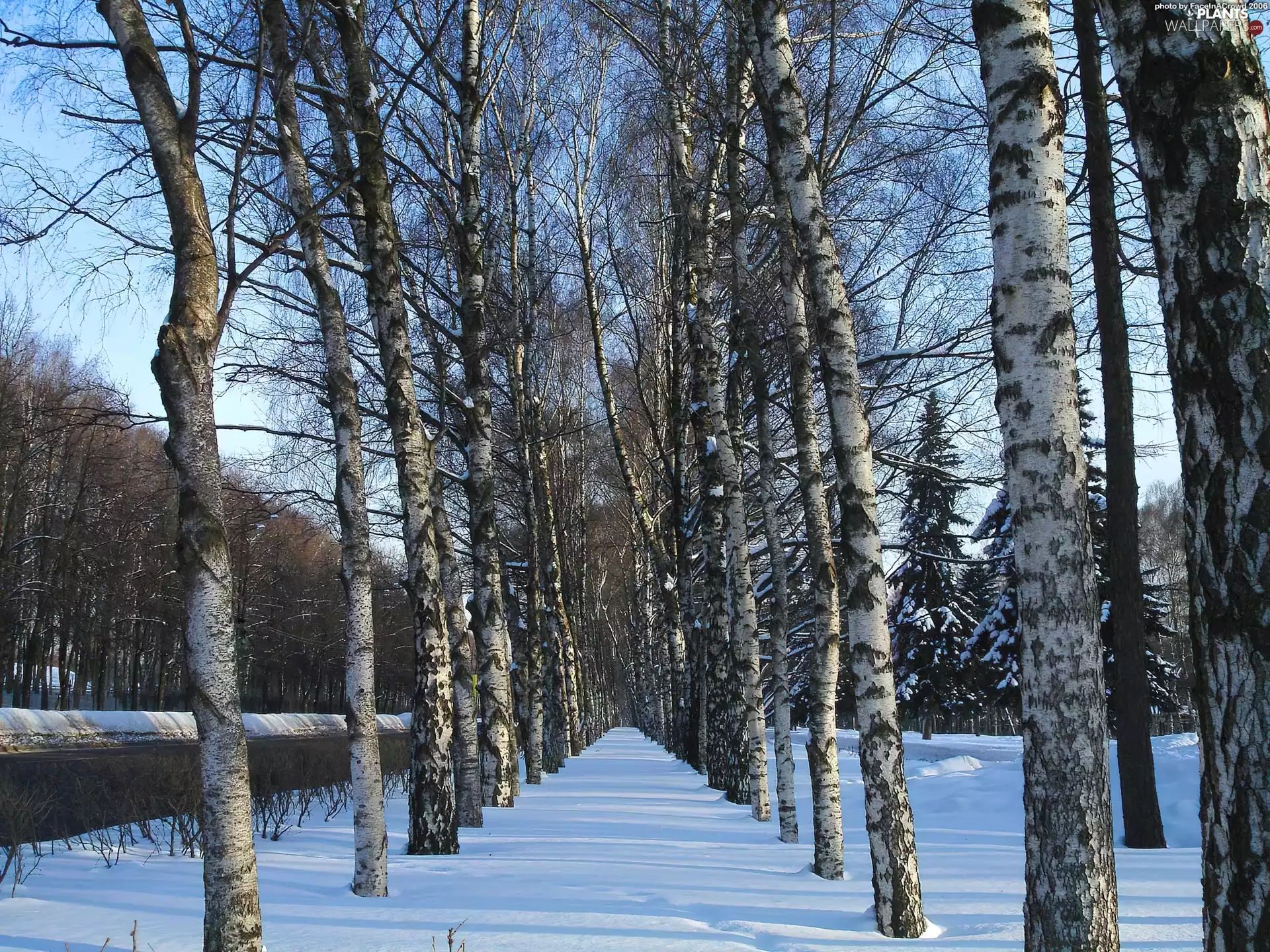 birch, lane, trees, viewes, snow