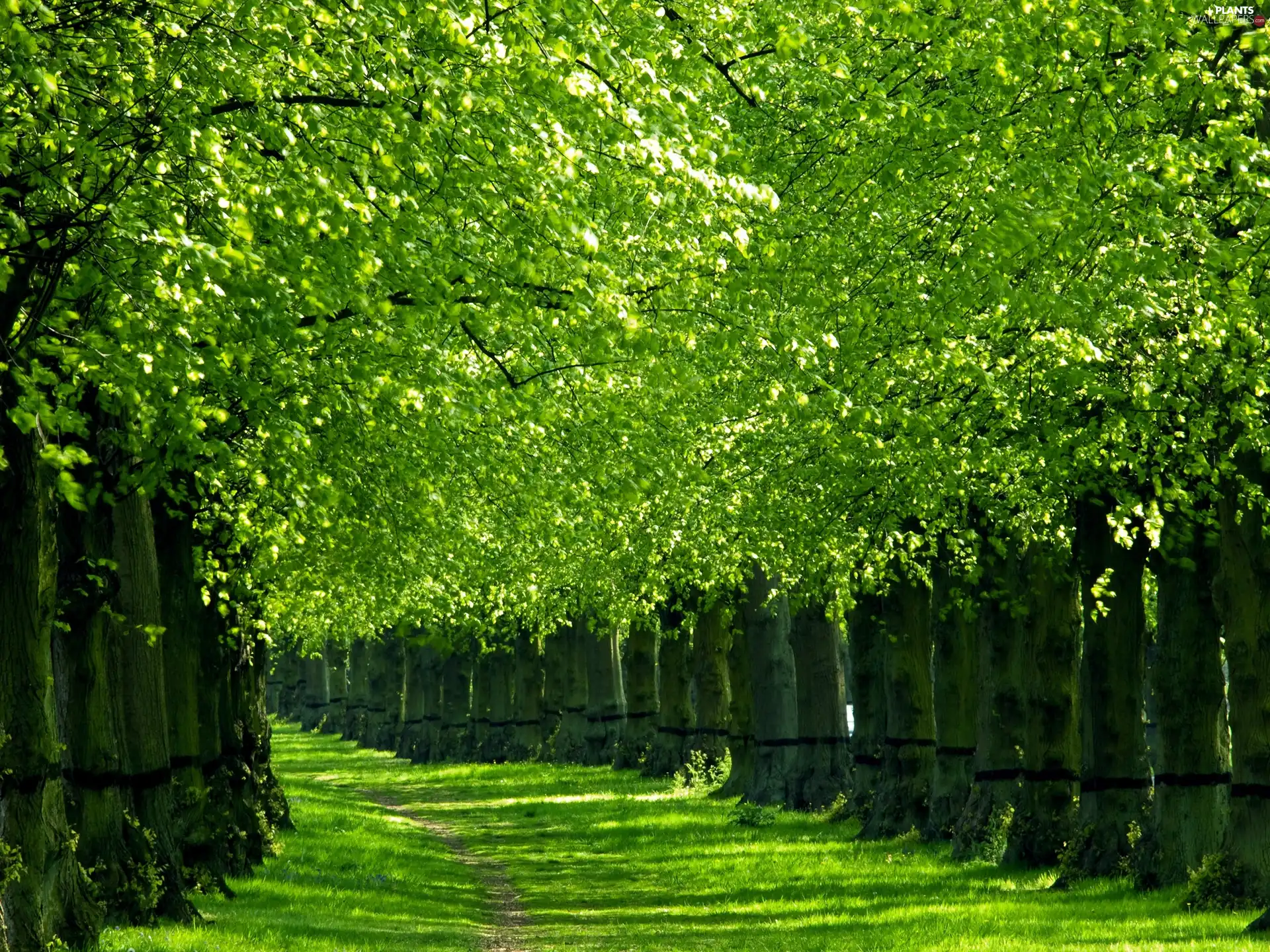 lane, trees, viewes