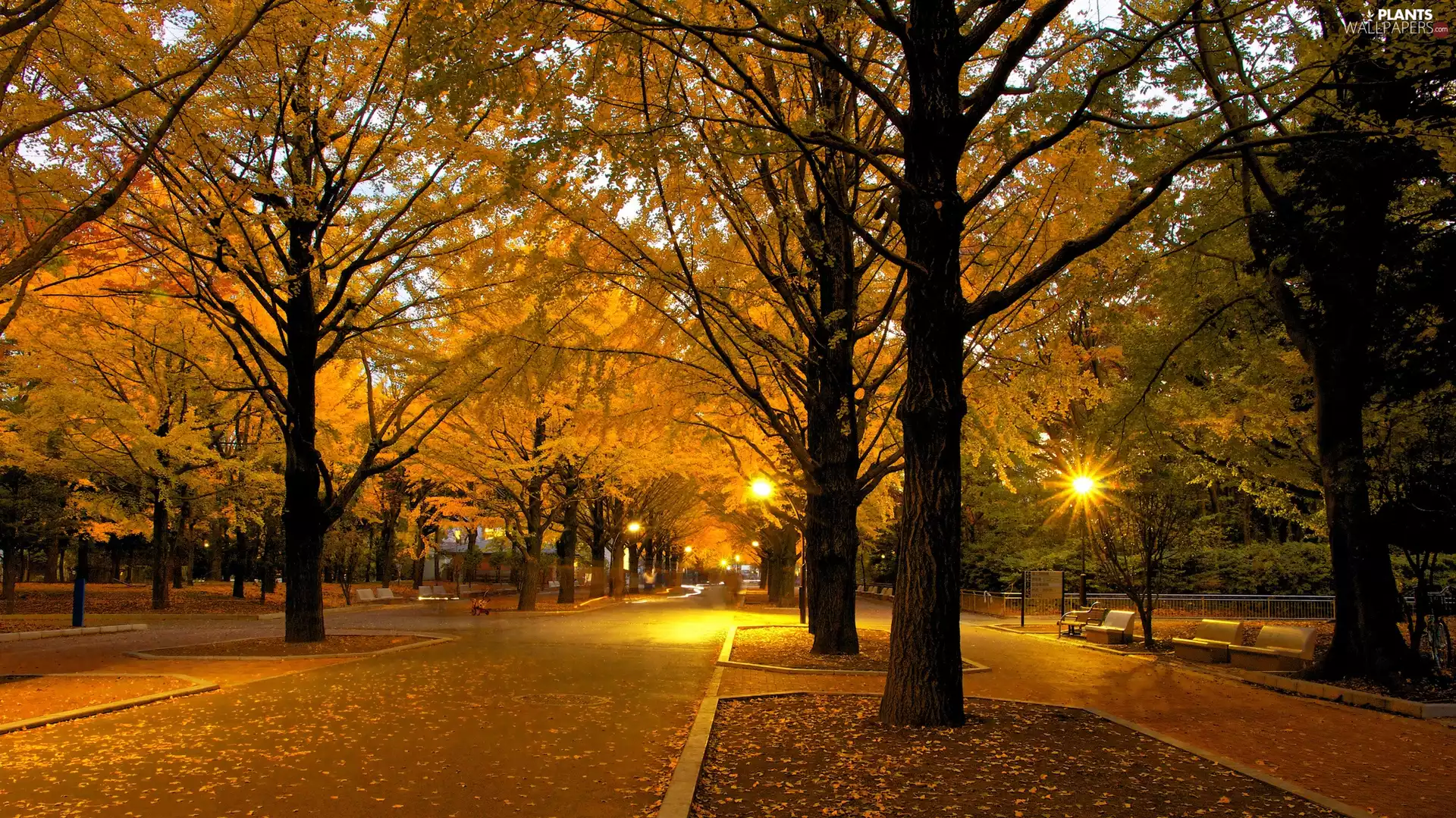 Way, autumn, viewes, lanterns, trees, Park