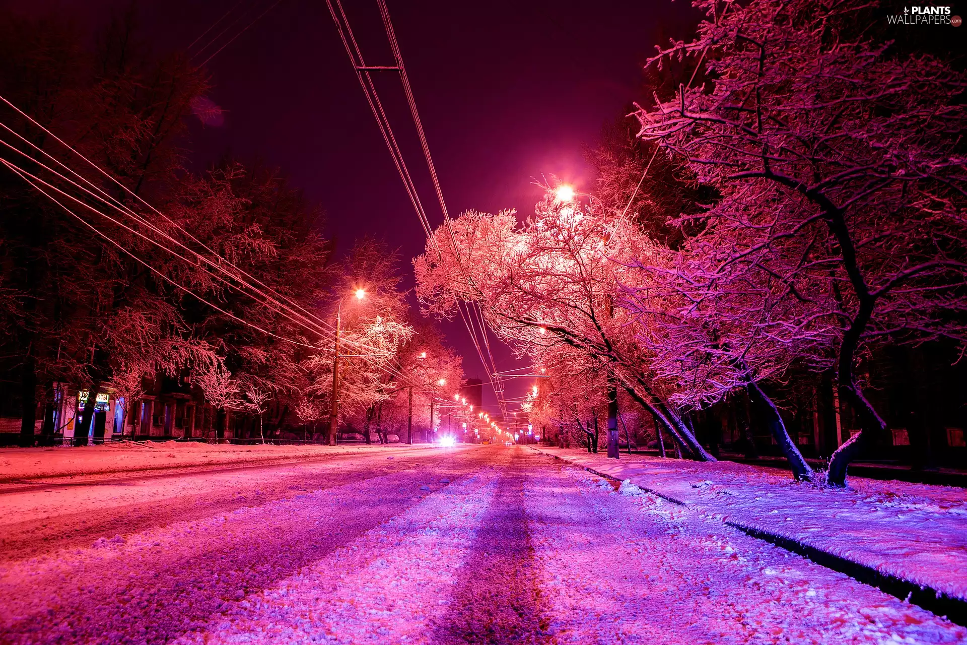 trees, viewes, snow, light, Night, Street, winter, lanterns