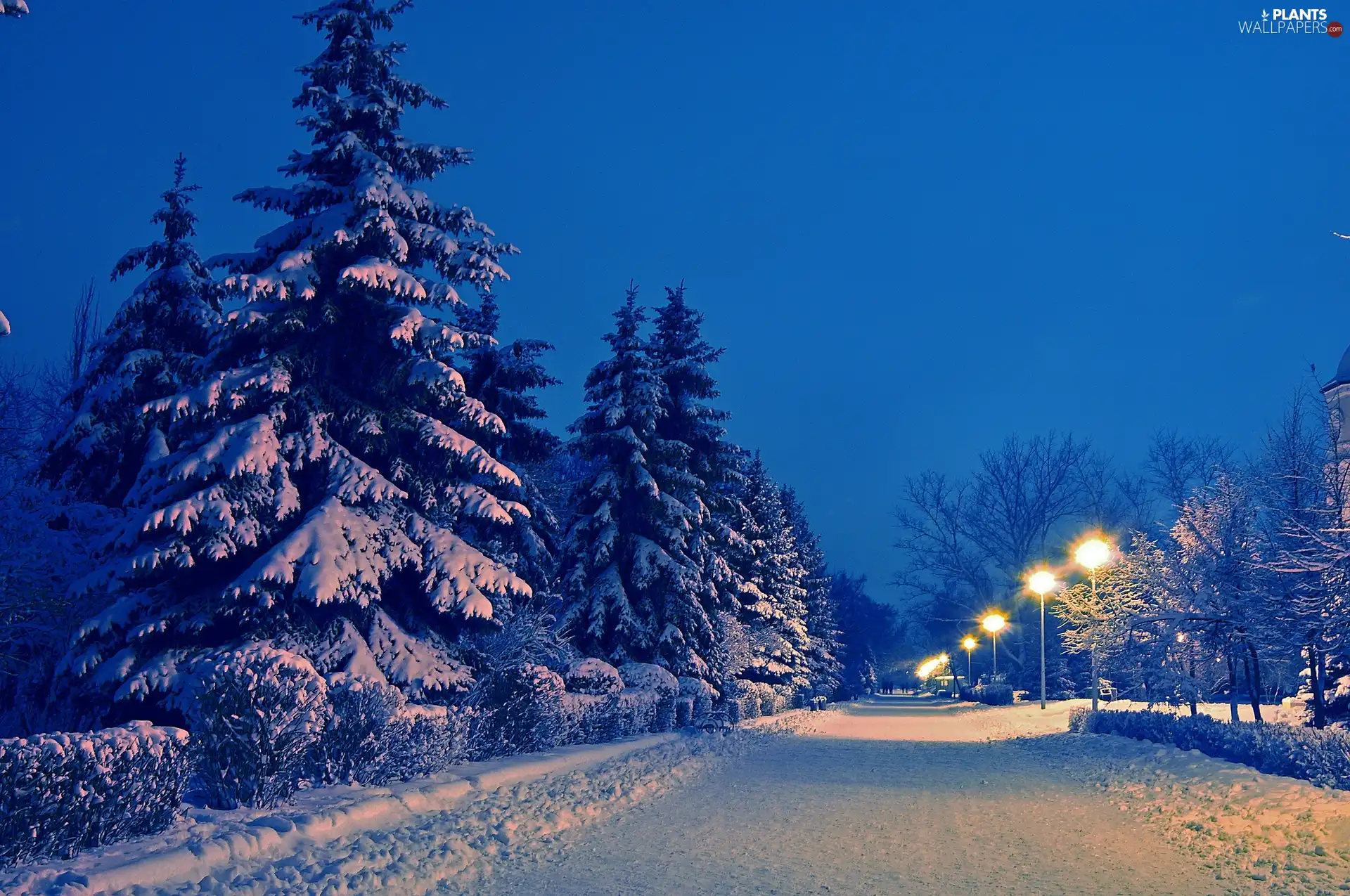 lanterns, winter, trees, viewes, Way