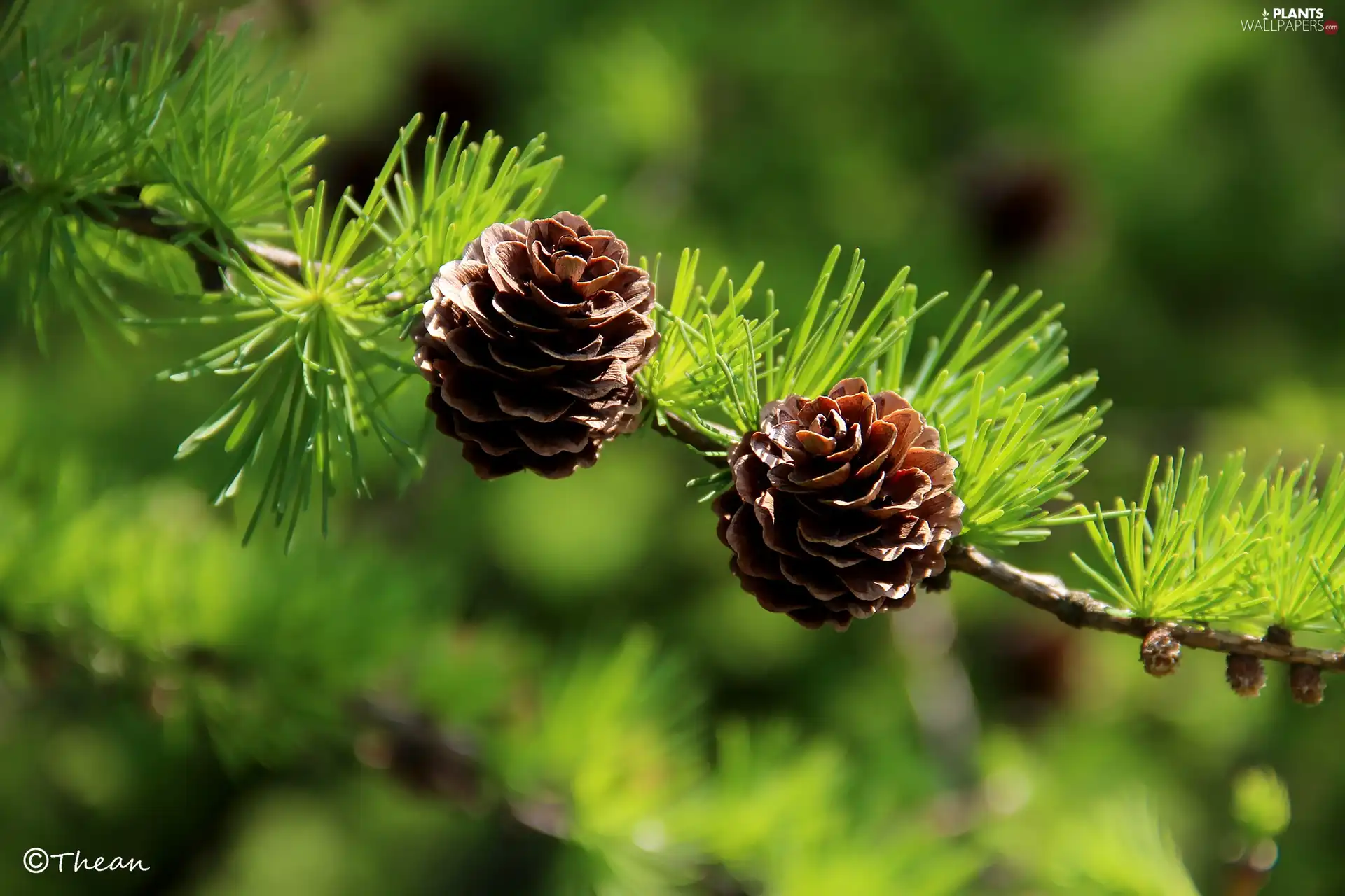 larch, Two, cones