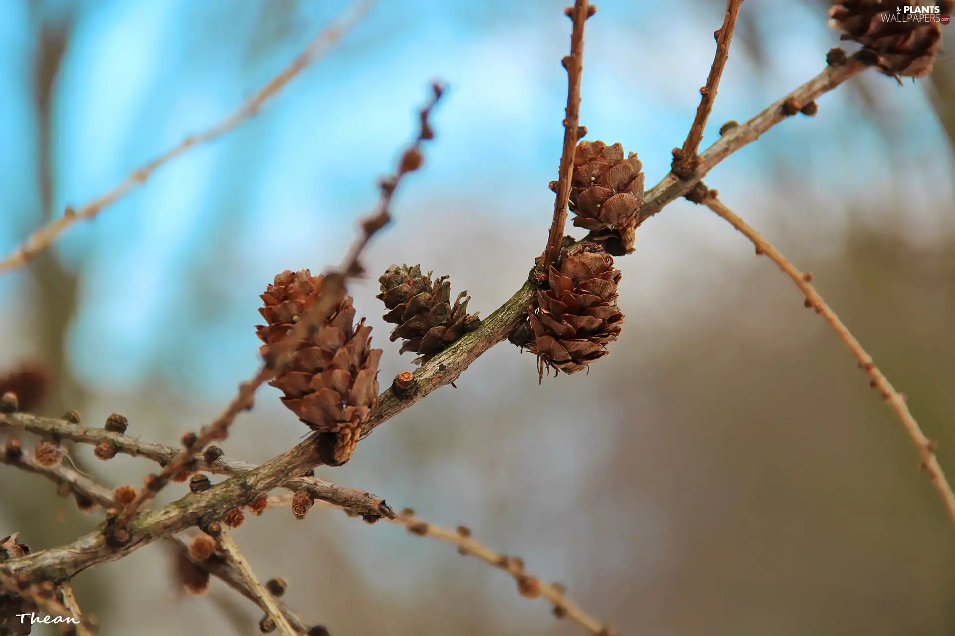 dry, cones, larch, Twigs