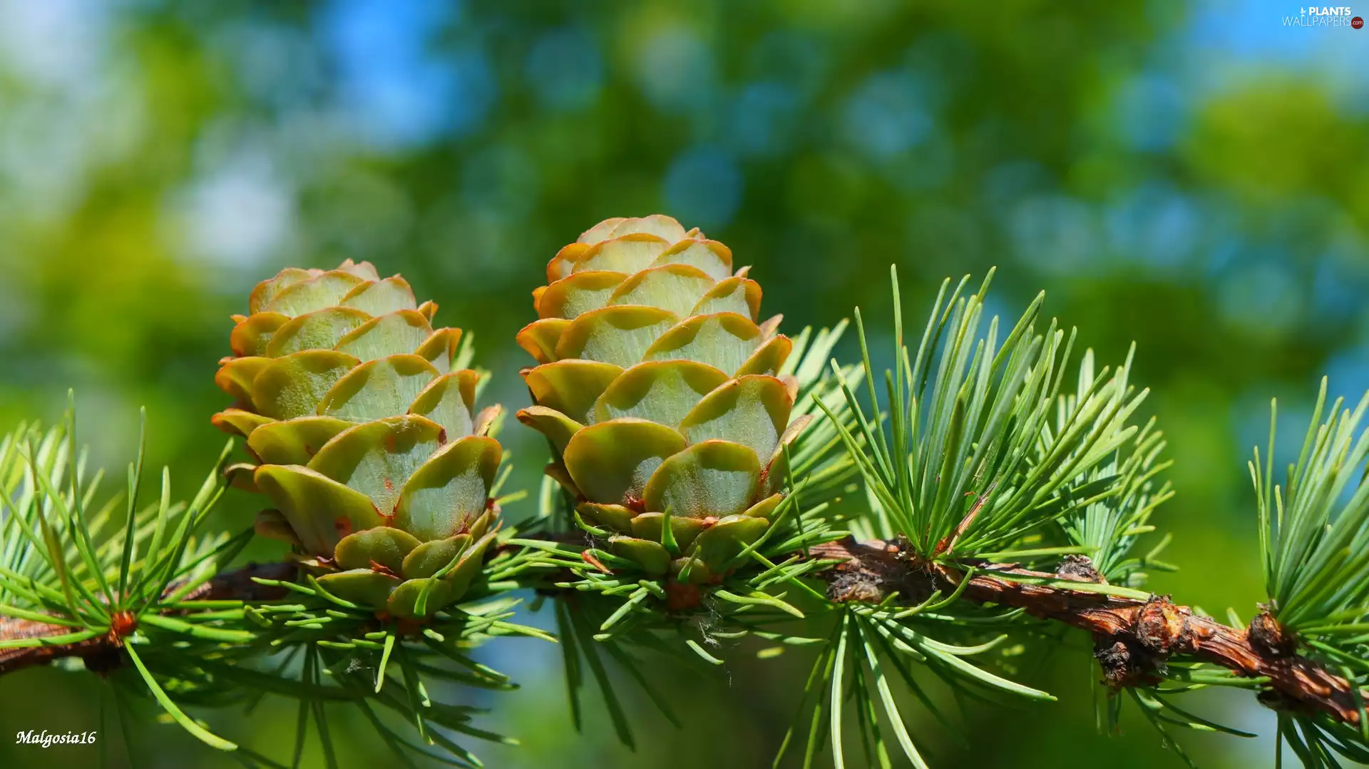 twig, young, cones, larch
