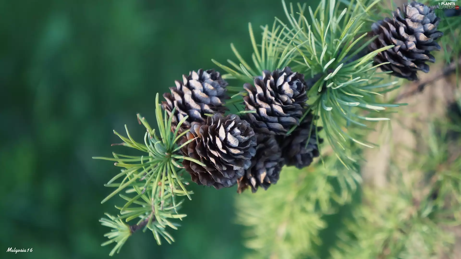 larch, Cones Twig