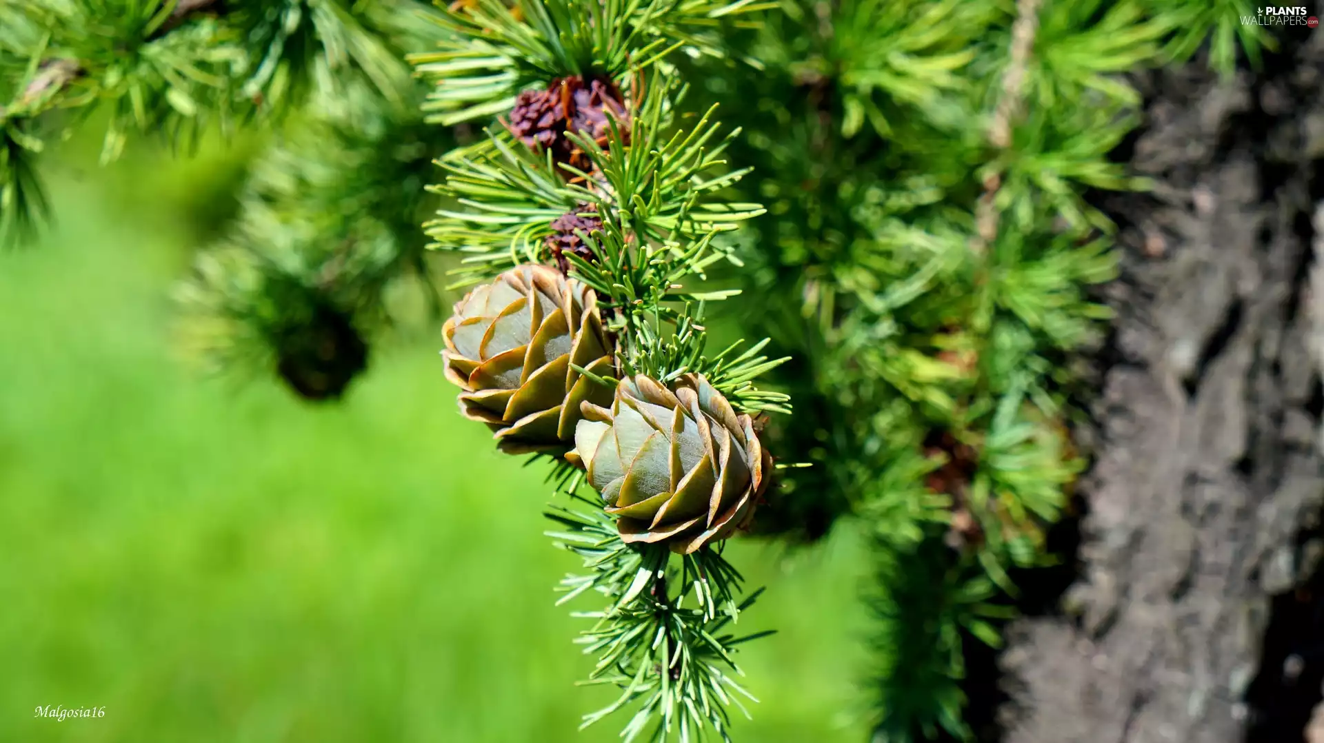 cones, larch, twig, young, conifer