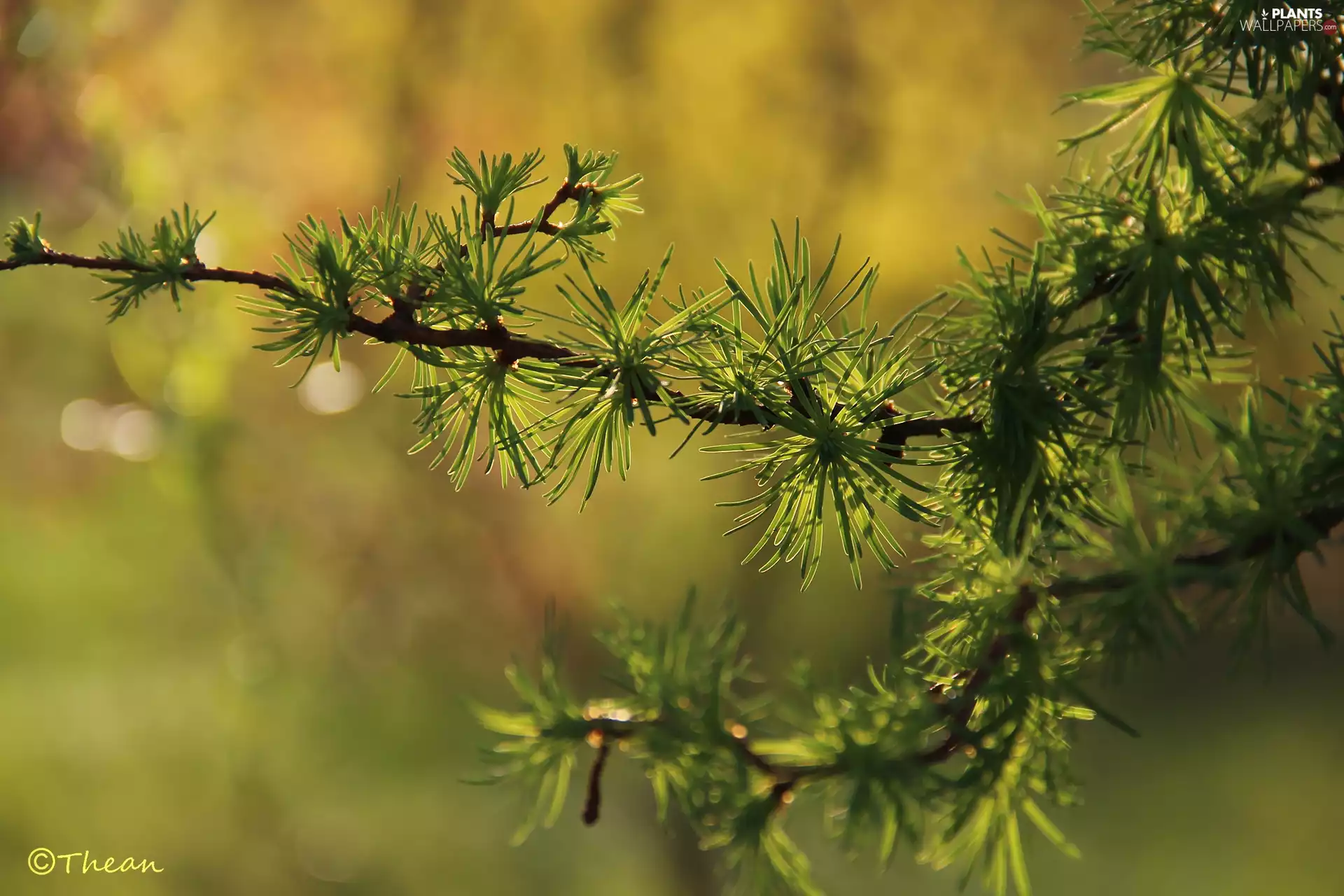 twig, trees, needle, larch