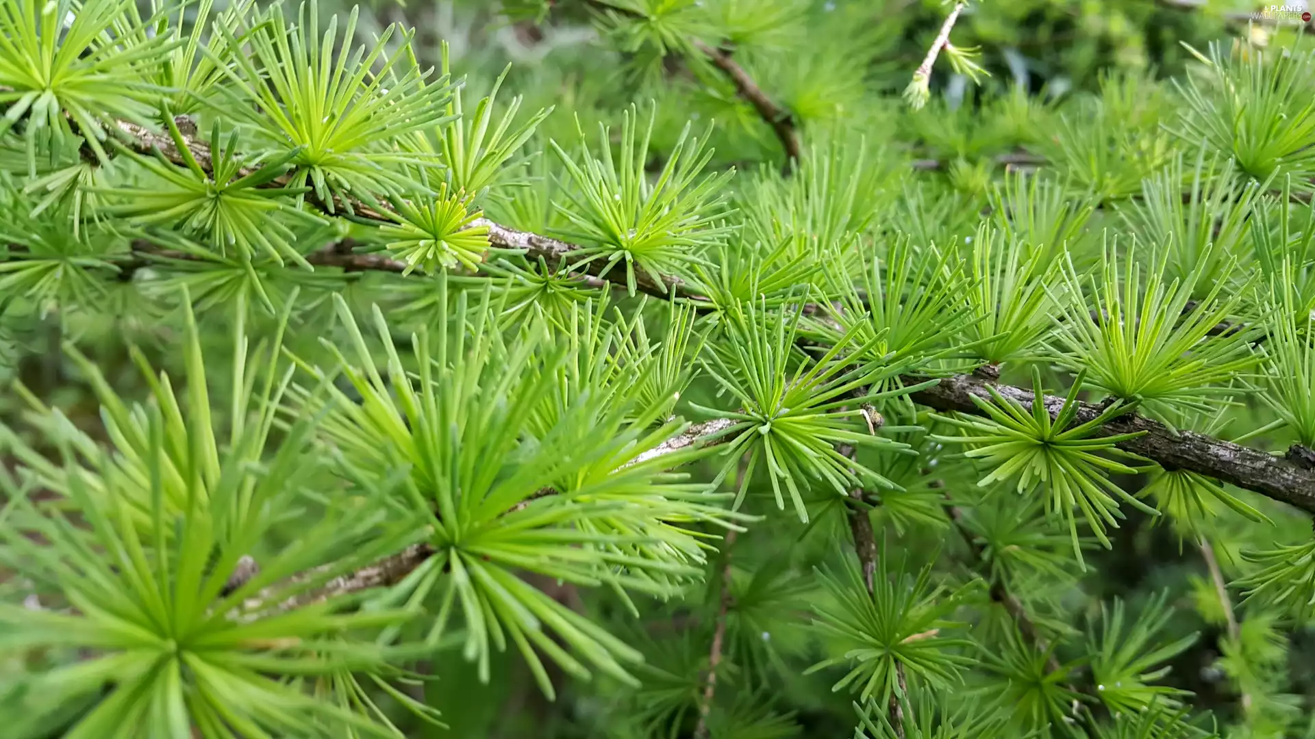 larch, Twigs